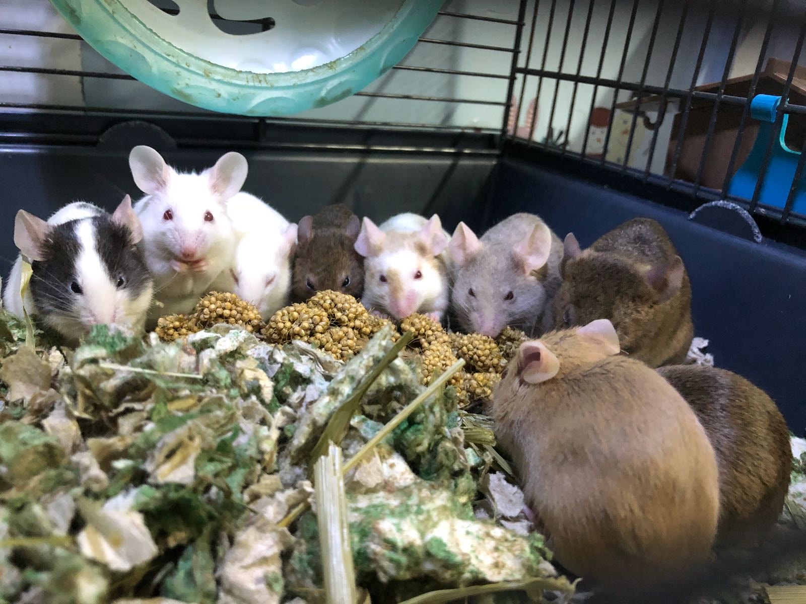 90後少女養寵物鼠老鼠跟其他動物一樣都應受到尊重 香港01 寵物