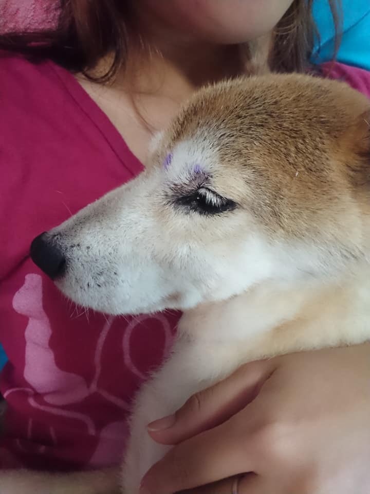 BiBi眼睛附近有藍藥水痕跡。(主人Edith提供相片) BiBi眼睛附近有藍藥水痕跡。(主人Edith提供相片)