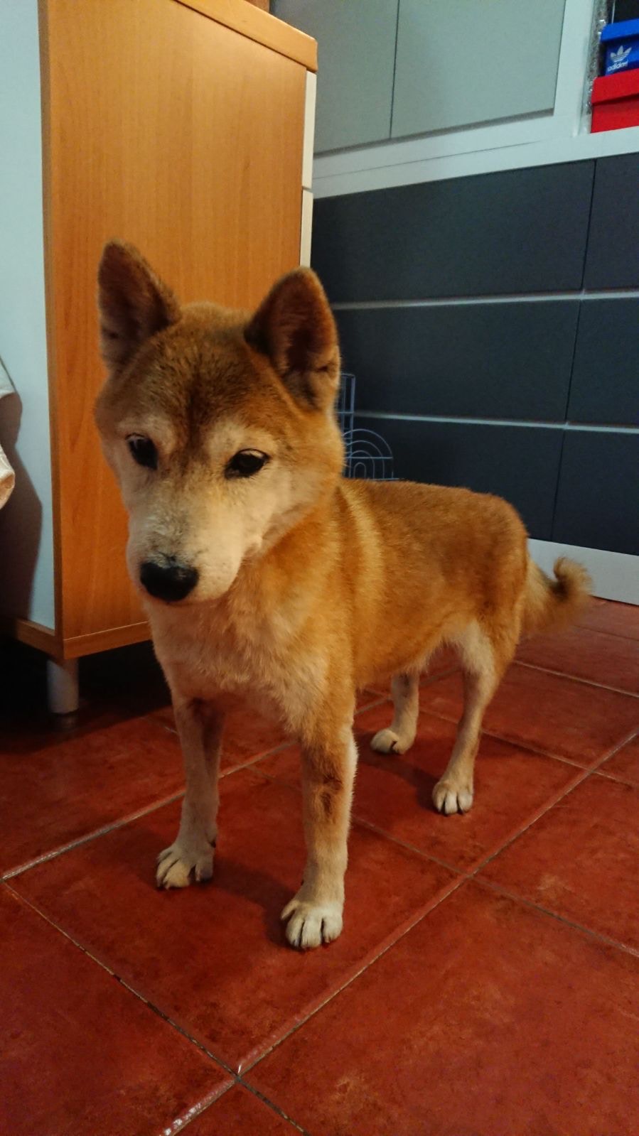 BiBi身型較其他柴犬細小。(主人Edith提供照片) BiBi身型較其他柴犬細小。(主人Edith提供照片)