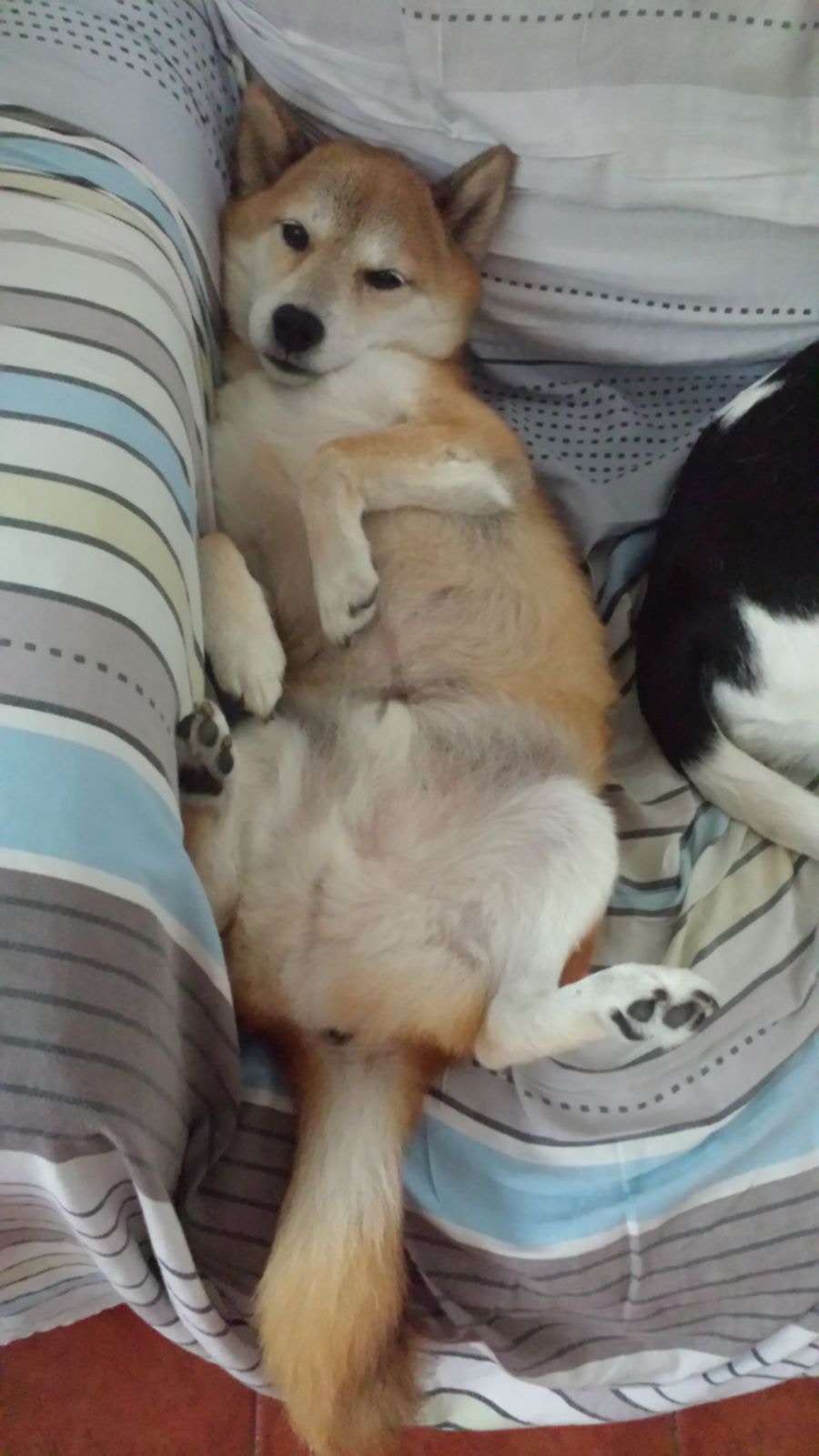 姚太透露BiBi喜歡親近人,但對其他狗狗會保持距離。(主人Edith提供照片) 姚太透露BiBi喜歡親近人,但對其他狗狗會保持距離。(主人Edith提供照片)