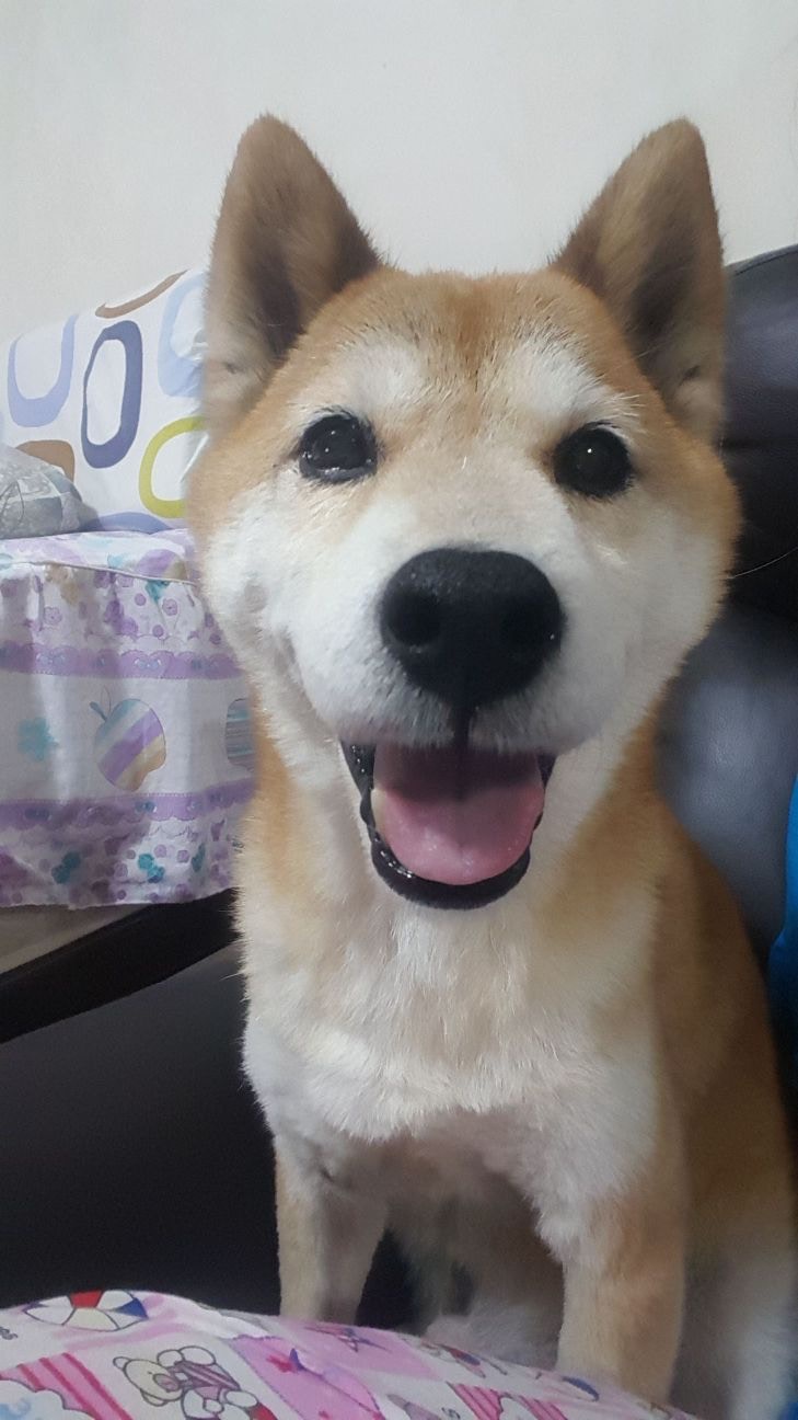 (主人Edith提供照片) (主人Edith提供照片)