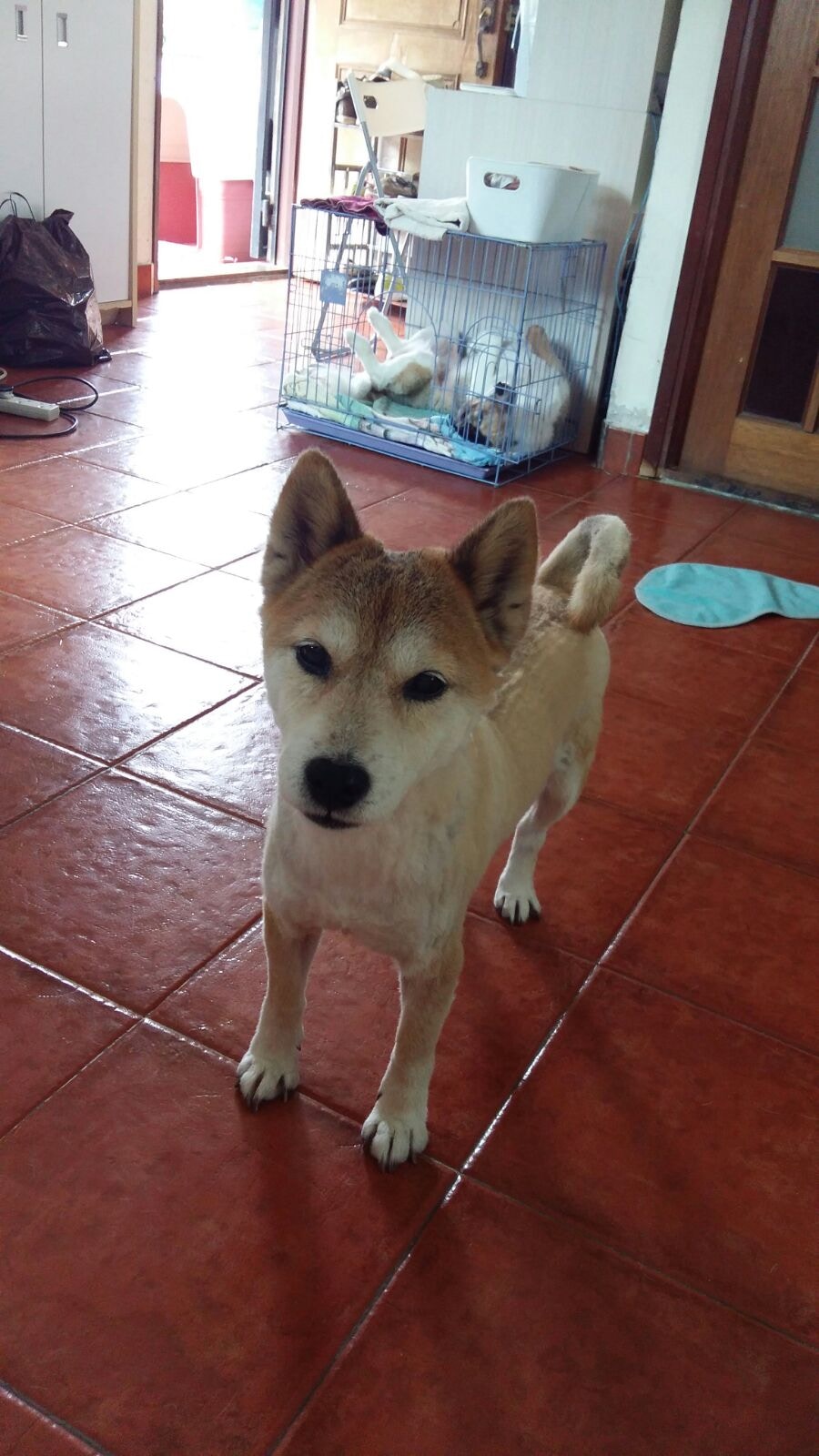 (主人Edith提供照片) (主人Edith提供照片)