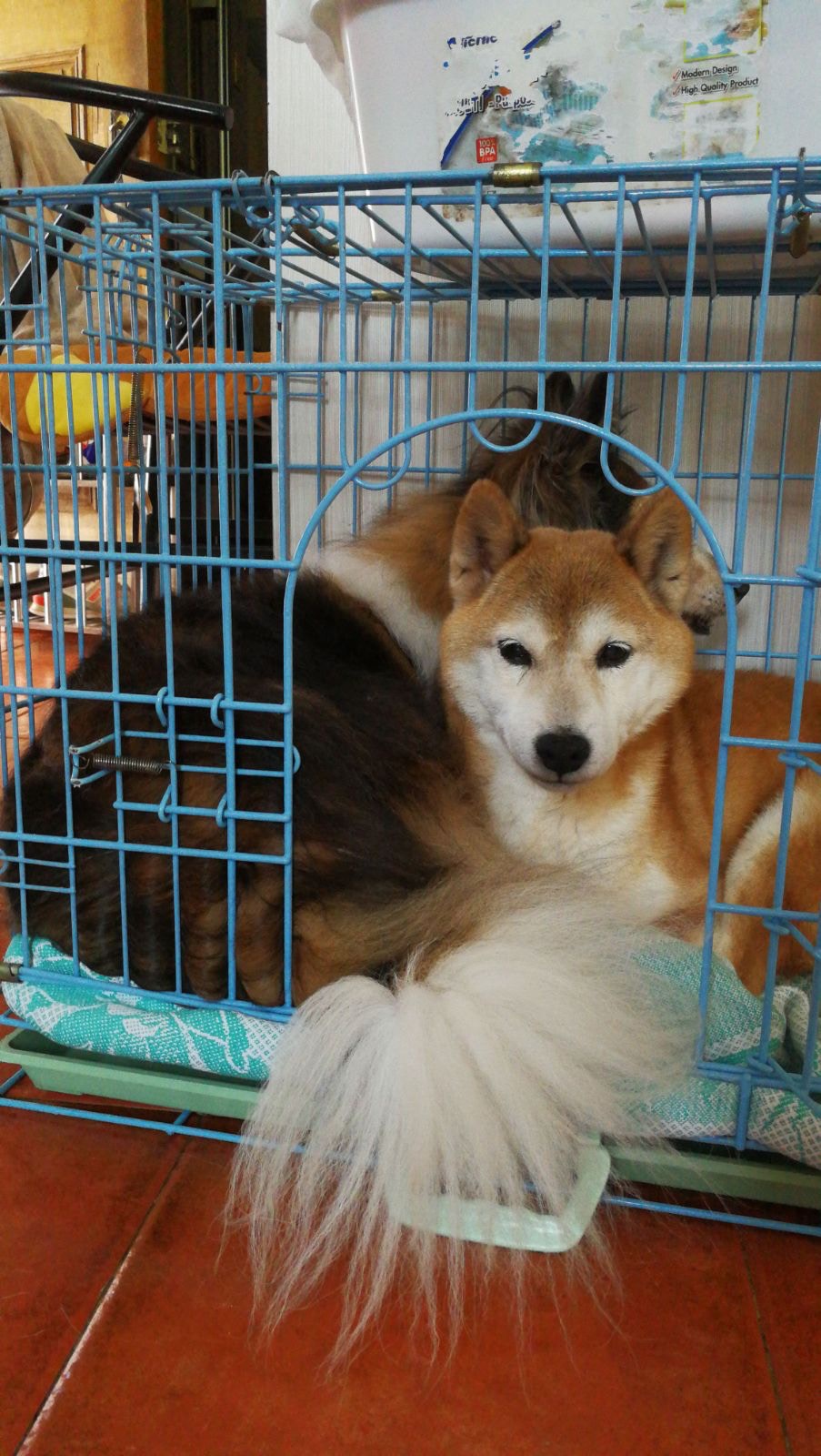 (主人Edith提供照片) (主人Edith提供照片)