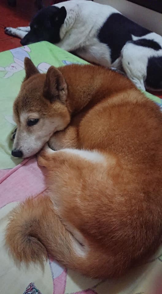 (主人Edith提供照片) (主人Edith提供照片)