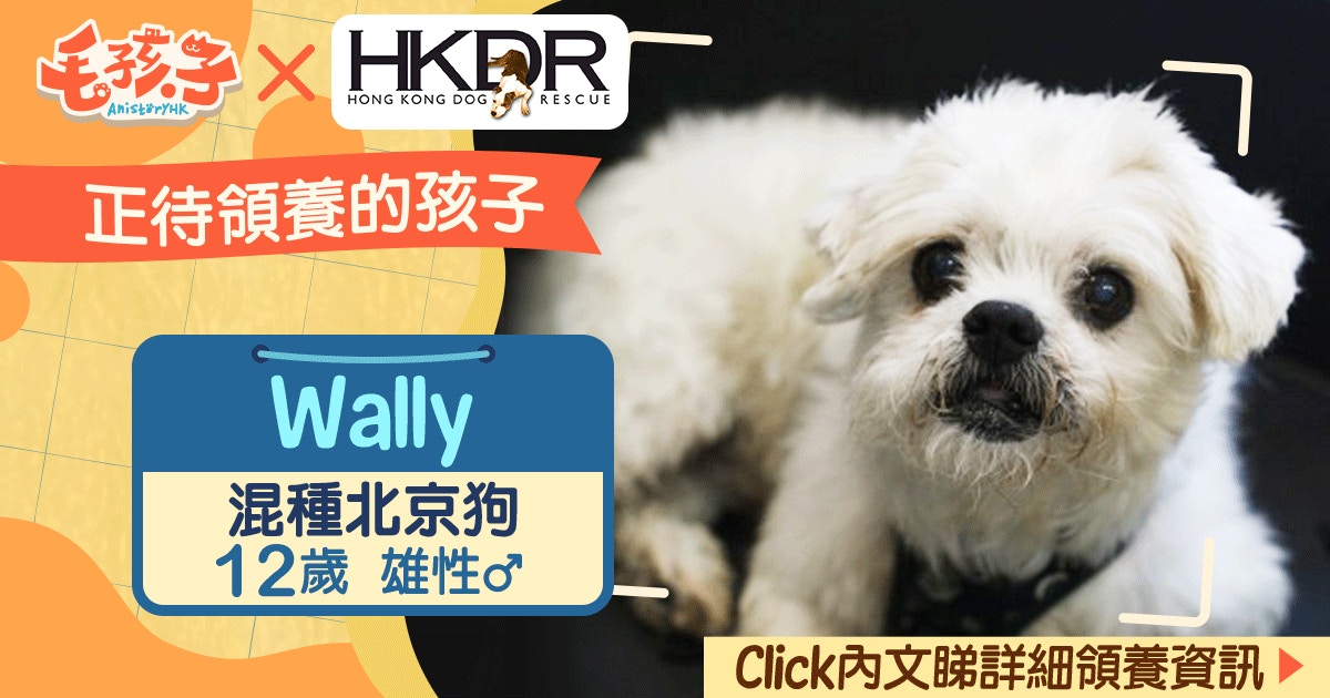 領養消息 救狗之家 7月 混種北京狗wally 香港01 寵物