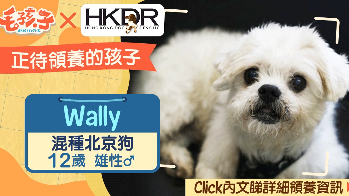 領養消息 救狗之家 7月 混種北京狗wally 香港01 寵物 領養消息 救狗之家 7月 混種北京狗wally 香港01 寵物