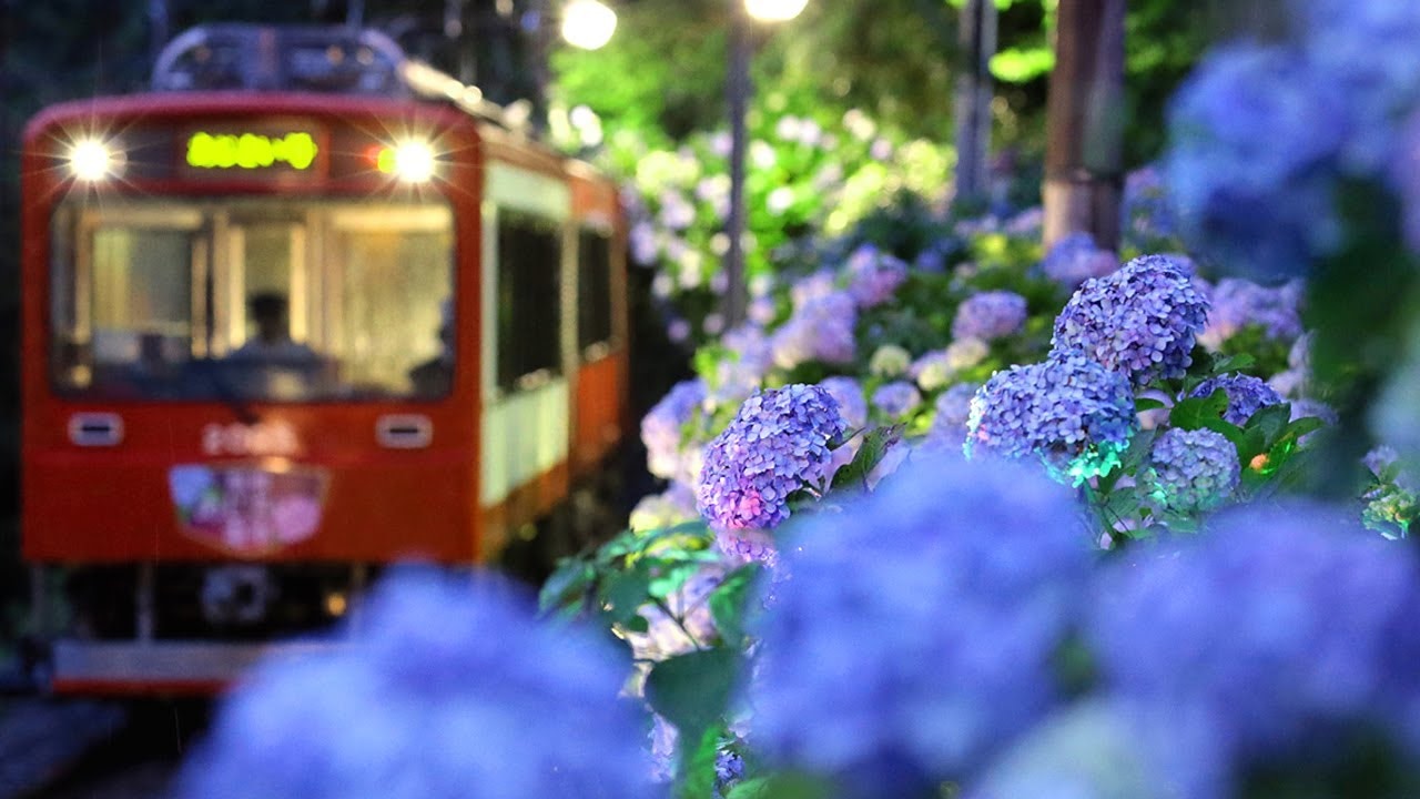 箱根 紫陽花 坐夜之紫陽花號賞淡雅繡球花 香港01 旅遊