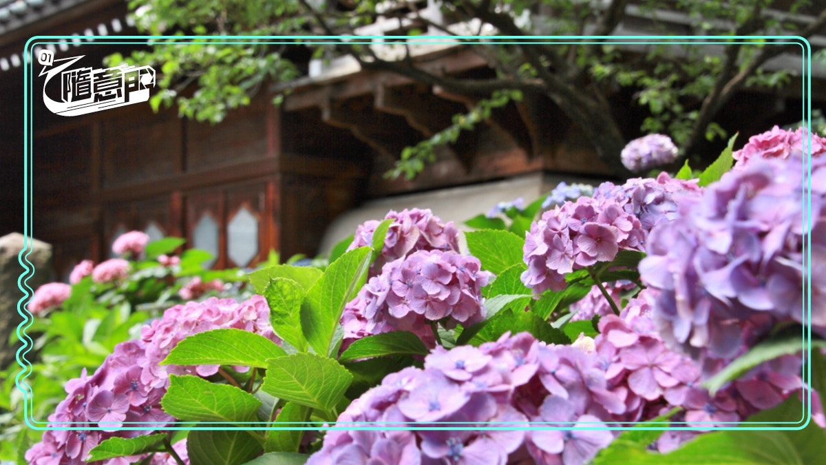 東京 紫陽花 東京都睇到紫陽花初夏醉人藍花海