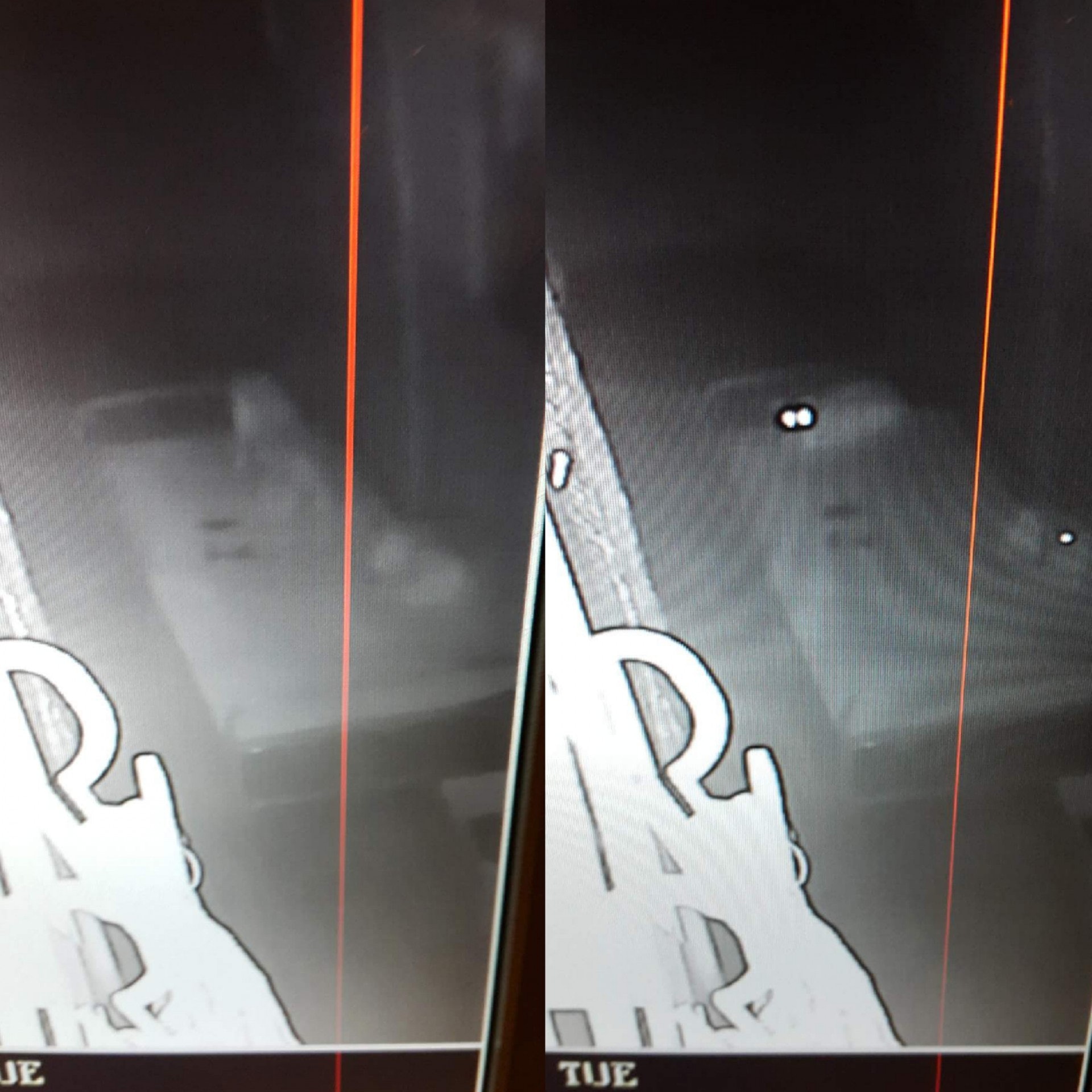 從閉路電視片段中可見兩隻流浪貓躺在露台的大床上借宿。(Facebook credit:Kenny Luk) 從閉路電視片段中可見兩隻流浪貓躺在露台的大床上借宿。(Facebook credit:Kenny Luk)