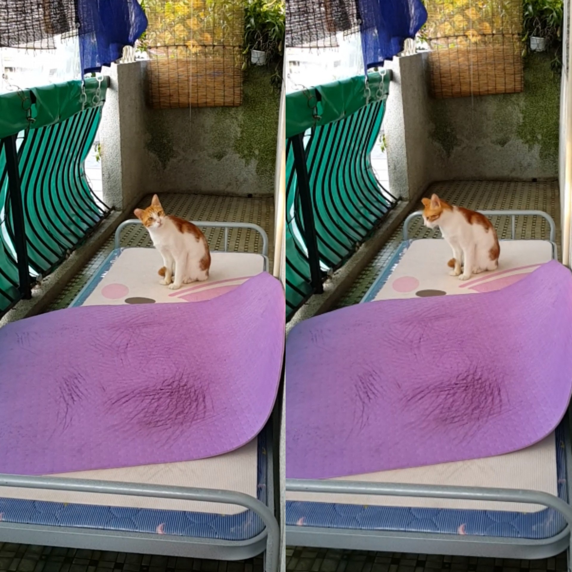 Kenny所拍攝的短片中可清楚看見貓貓頗為精神及健康。(Facebook credit:Kenny Luk) Kenny所拍攝的短片中可清楚看見貓貓頗為精神及健康。(Facebook credit:Kenny Luk)