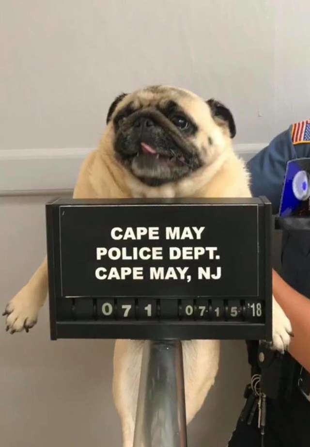 近日美國新澤西州有隻八哥犬逃離主人家，更走了超過246公里遠，警察後來捉走回警局收留一晚，更為牠拍下犯人相上載至警局Facebook。（新澤西州警局網站圖片）
