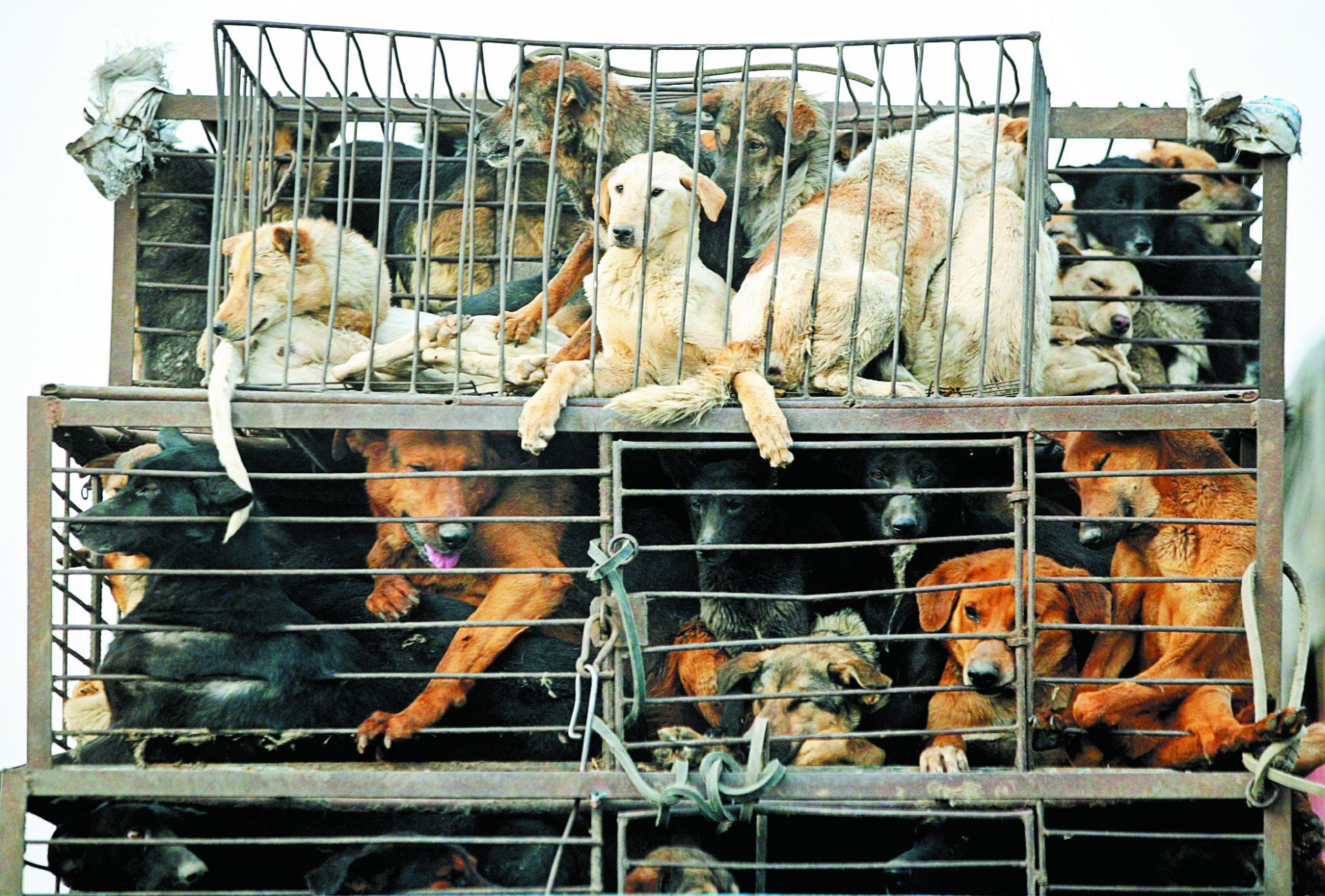 隨着養殖成本日漸高漲加上回酬低,黑心寵物繁殖場已大幅減少,為了節省成本而提供糟糕生活環境的繁殖者也日漸罕見。(馬來西亞東方網) 隨着養殖成本日漸高漲加上回酬低,黑心寵物繁殖場已大幅減少,為了節省成本而提供糟糕生活環境的繁殖者也日漸罕見。(馬來西亞東方網)