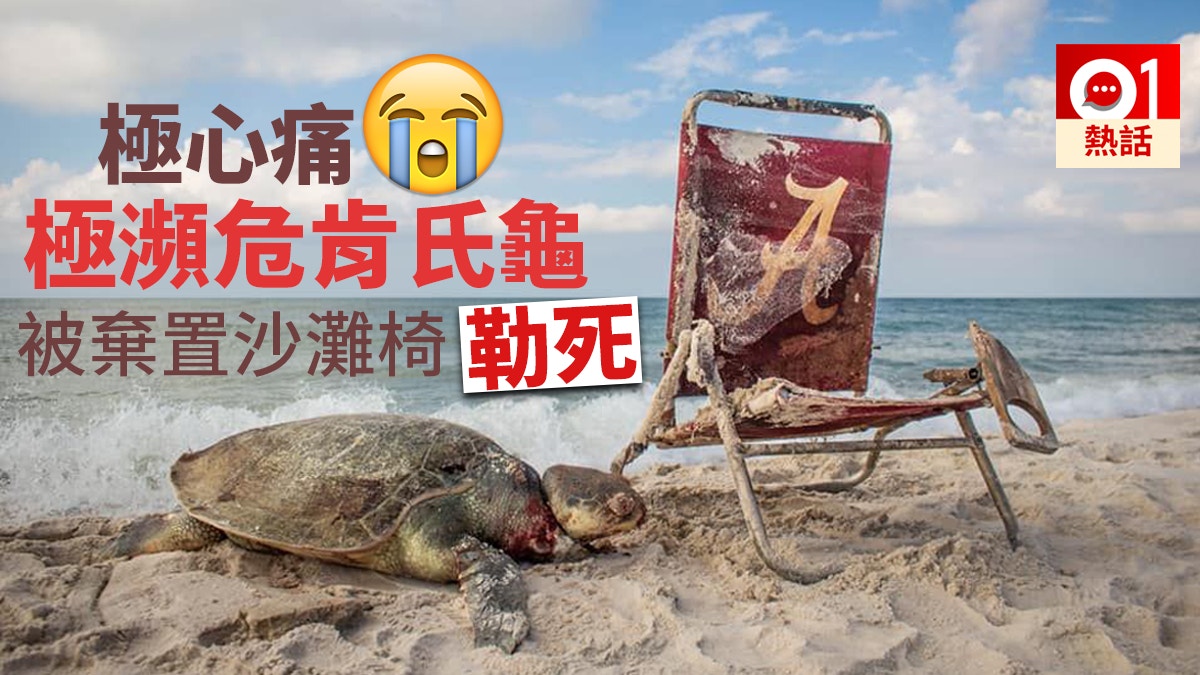 【血痕勁深】被棄置沙灘椅繩子纏頸　極瀕危海龜慘遭勒死