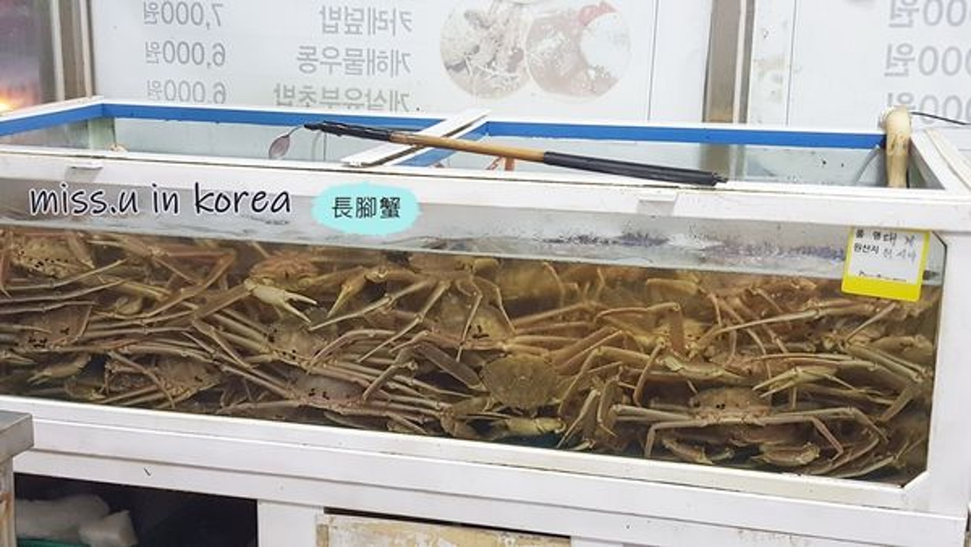 滿滿的長腳蟹(missutrip攝) 滿滿的長腳蟹(missutrip攝)