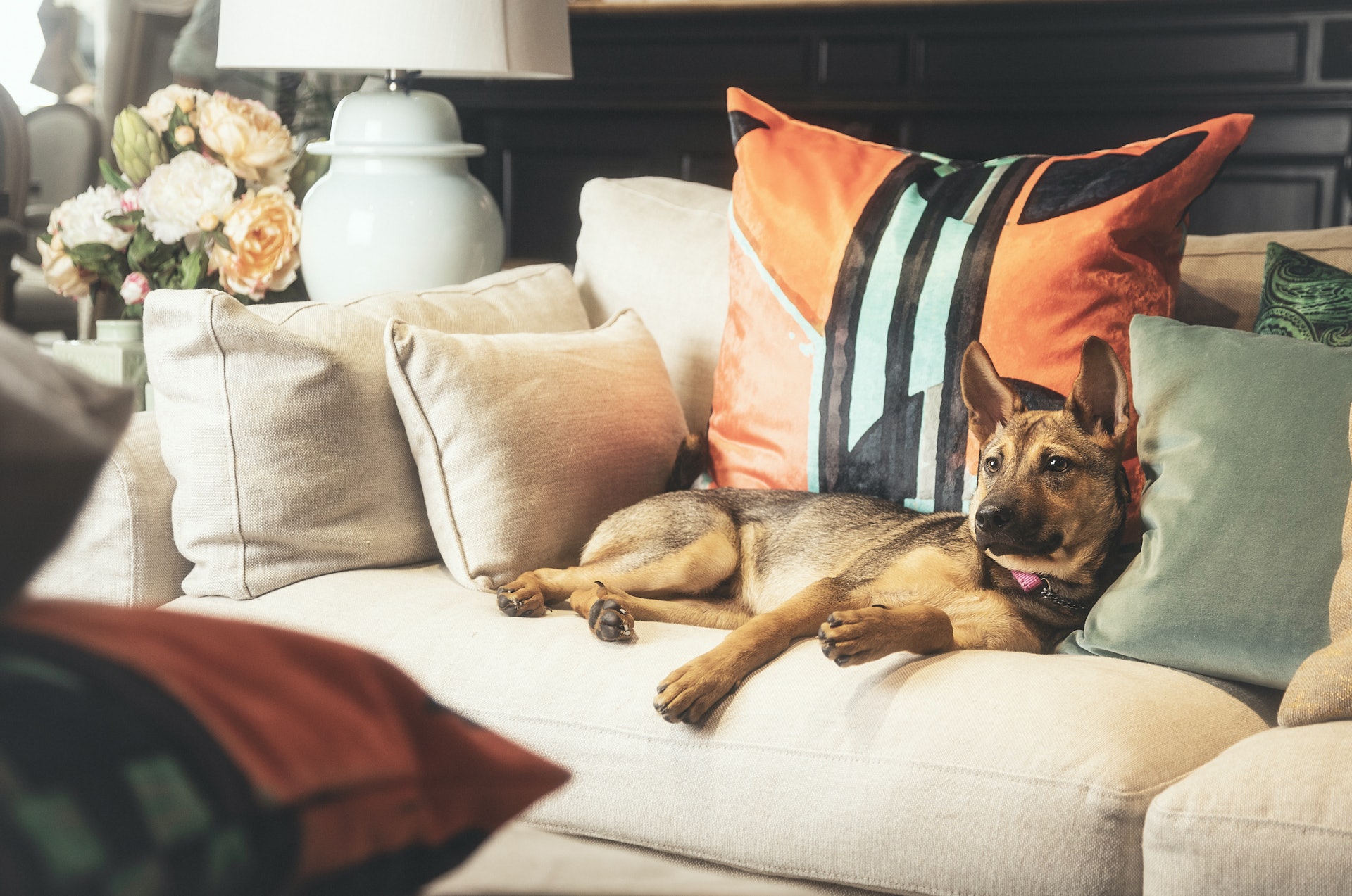 讓狗狗感受一下「家的感覺」(Tatiana Yankovskaya) 讓狗狗感受一下「家的感覺」(Tatiana Yankovskaya)