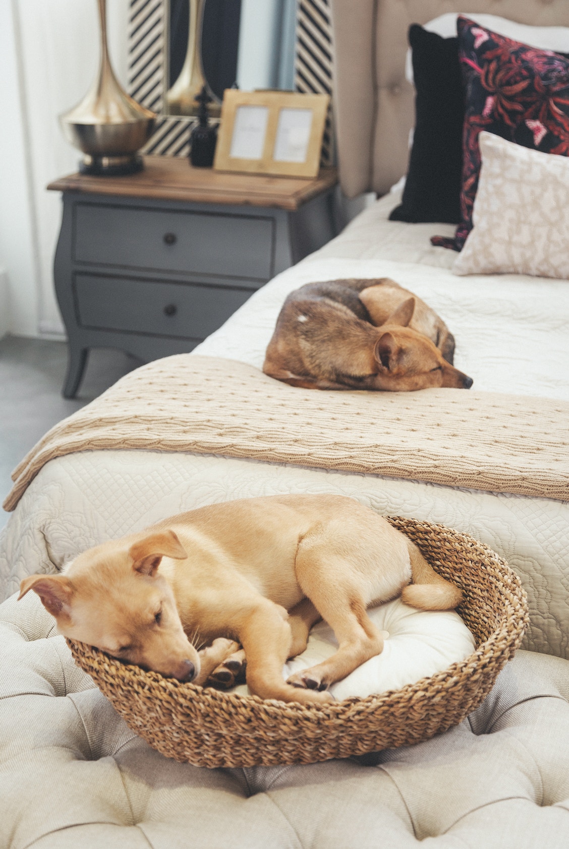 牠們也希望擺脫無家可歸或過著流浪的日子(Tatiana Yankovskaya) 牠們也希望擺脫無家可歸或過著流浪的日子(Tatiana Yankovskaya)