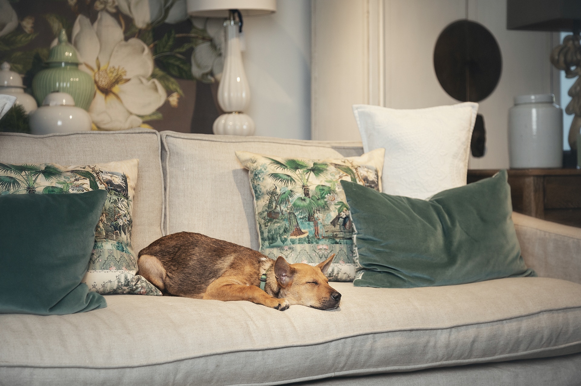 牠們也渴望擁有安穩的家(Tatiana Yankovskaya) 牠們也渴望擁有安穩的家(Tatiana Yankovskaya)