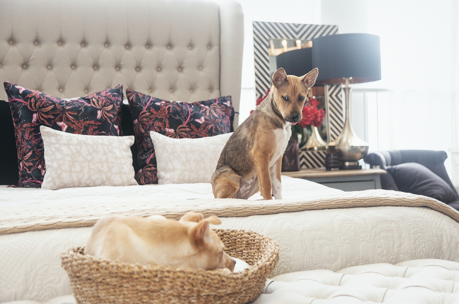 希望更多人支持領養不棄養狗狗 (Tatiana Yankovskaya) 希望更多人支持領養不棄養狗狗 (Tatiana Yankovskaya)