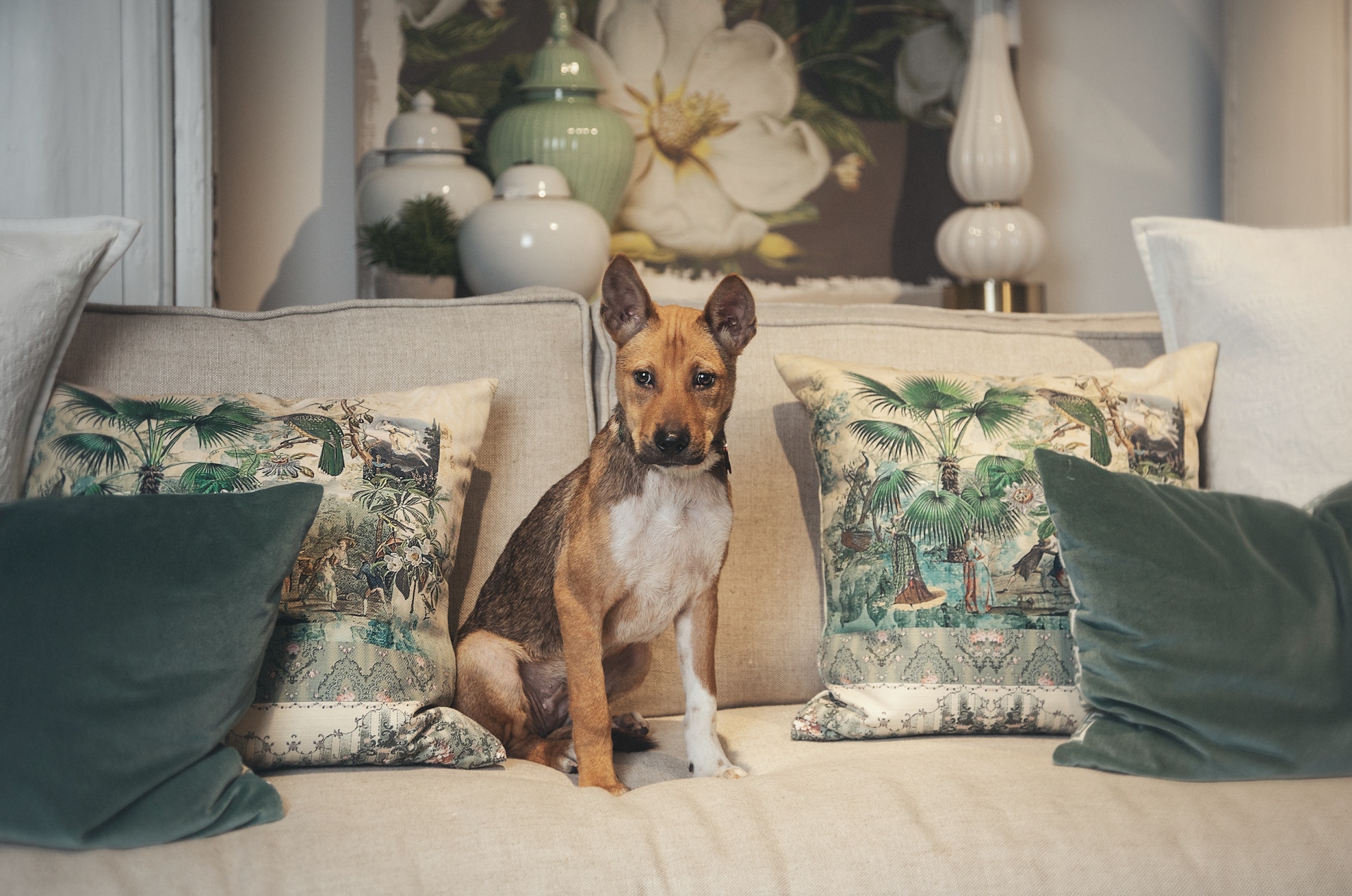 唐狗跟其他品種的狗狗都該有同等的對待 (Tatiana Yankovskaya) 唐狗跟其他品種的狗狗都該有同等的對待 (Tatiana Yankovskaya)