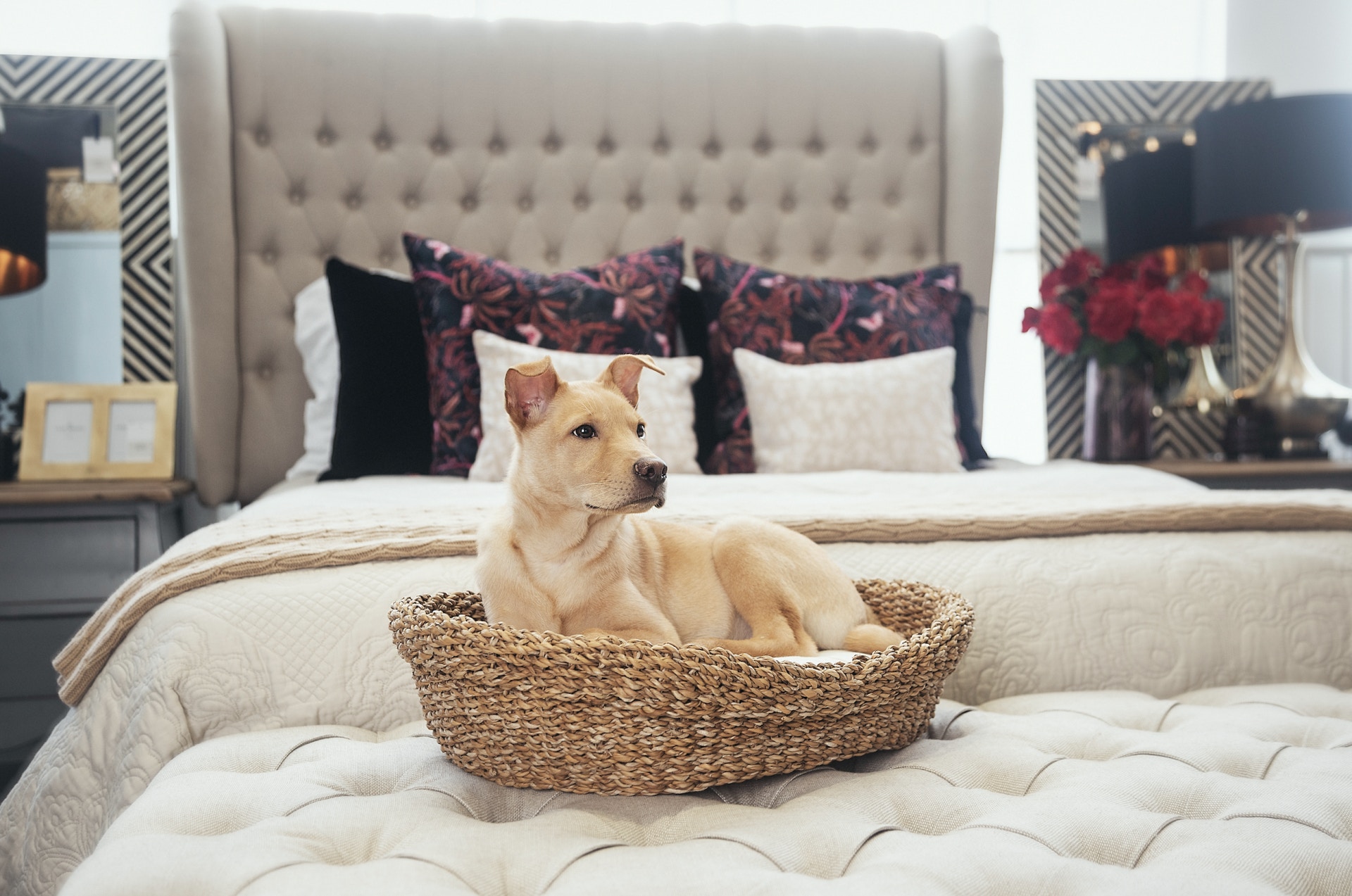 狗狗只想擺脫流浪的日子 (Tatiana Yankovskaya) 狗狗只想擺脫流浪的日子 (Tatiana Yankovskaya)