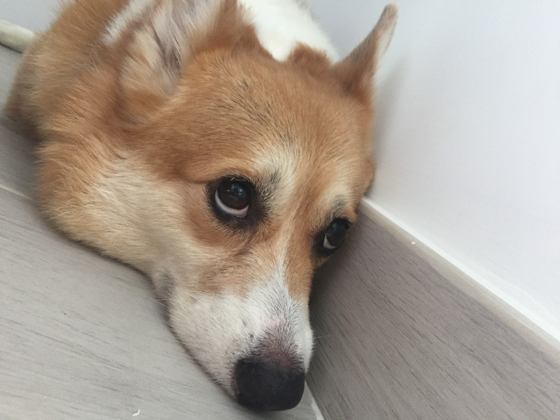 起初Carson來到新環境時的樣子,嘴巴一直緊閉著 (受訪者提供) 起初Carson來到新環境時的樣子,嘴巴一直緊閉著 (受訪者提供)