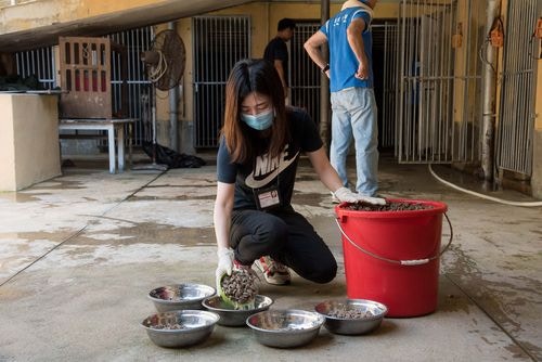 義工準備食物餵飼格力犬。(澳門新聞局圖片) 義工準備食物餵飼格力犬。(澳門新聞局圖片)