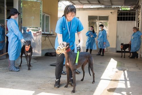 目前約有80人負責照顧被遺棄的格力犬。(澳門新聞局圖片) 目前約有80人負責照顧被遺棄的格力犬。(澳門新聞局圖片)