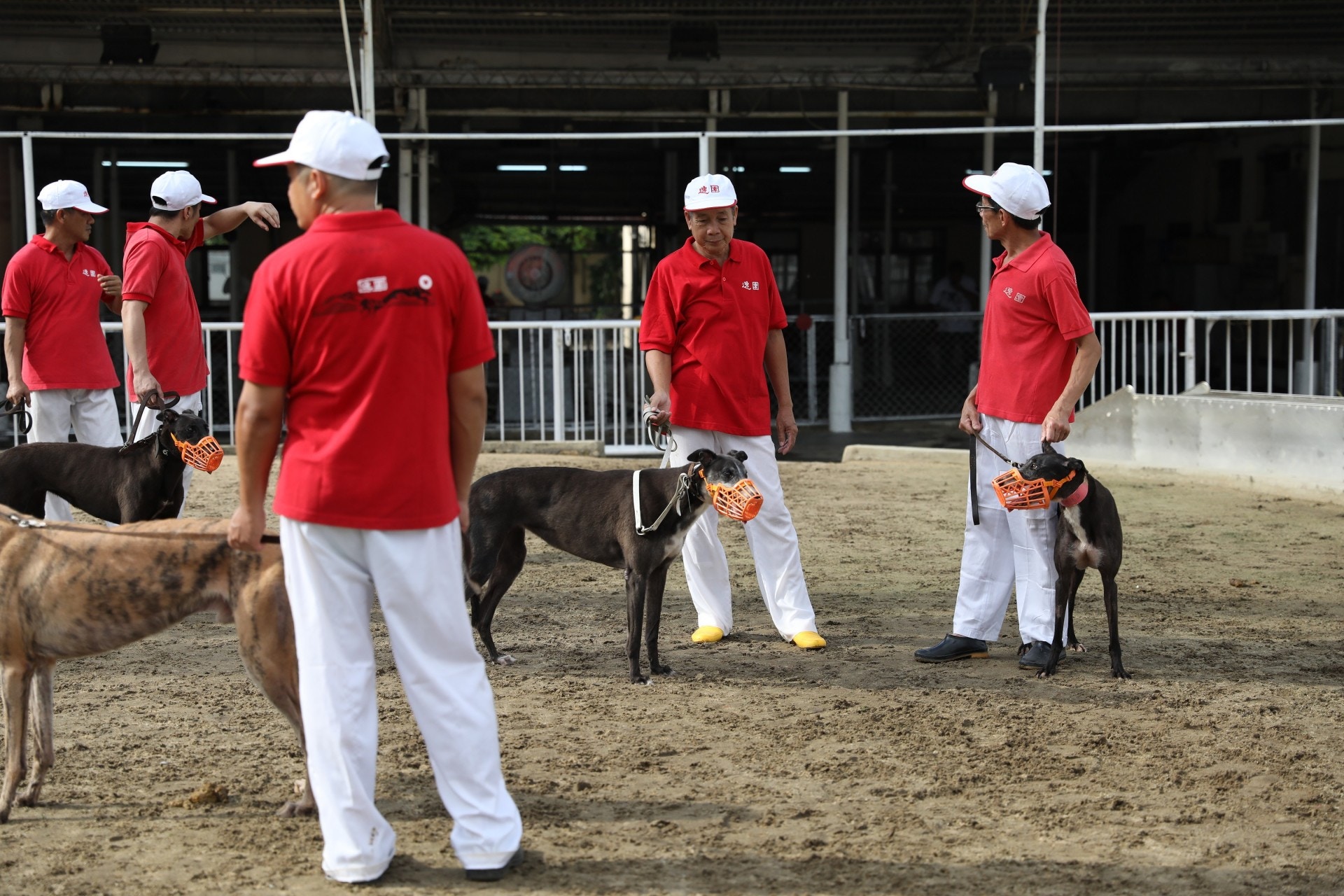麥志豪擔心格力犬的擁有權會是下一個爭議點。(資料圖片) 麥志豪擔心格力犬的擁有權會是下一個爭議點。(資料圖片)