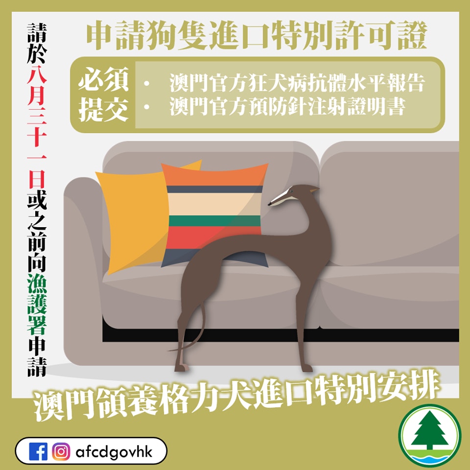 漁護為港人領養格力犬「特事特辦」。(漁護署facebook) 漁護為港人領養格力犬「特事特辦」。(漁護署facebook)