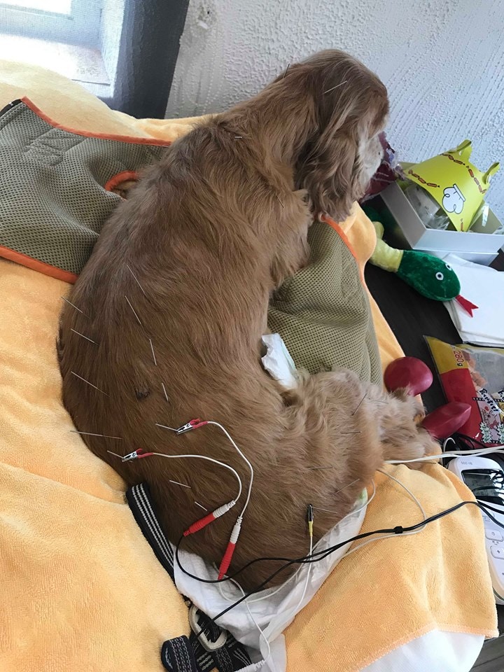 Elaine帶嘉嘉進行不同種類的治療,所費不菲。圖為針灸療法。(圖片由受訪者提供) Elaine帶嘉嘉進行不同種類的治療,所費不菲。圖為針灸療法。(圖片由受訪者提供)