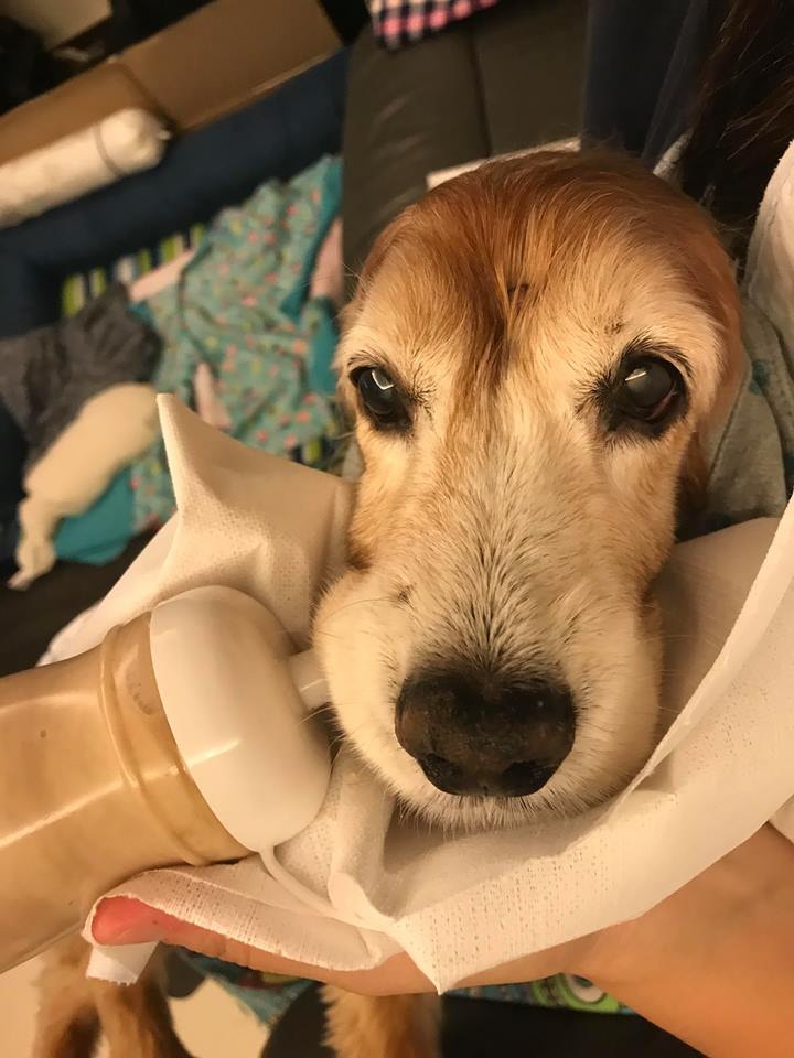 嘉嘉完全不肯進食時,Elaine甚至會將食物打成糊狀,擠到牠的口中餵食。(圖片由受訪者提供) 嘉嘉完全不肯進食時,Elaine甚至會將食物打成糊狀,擠到牠的口中餵食。(圖片由受訪者提供)