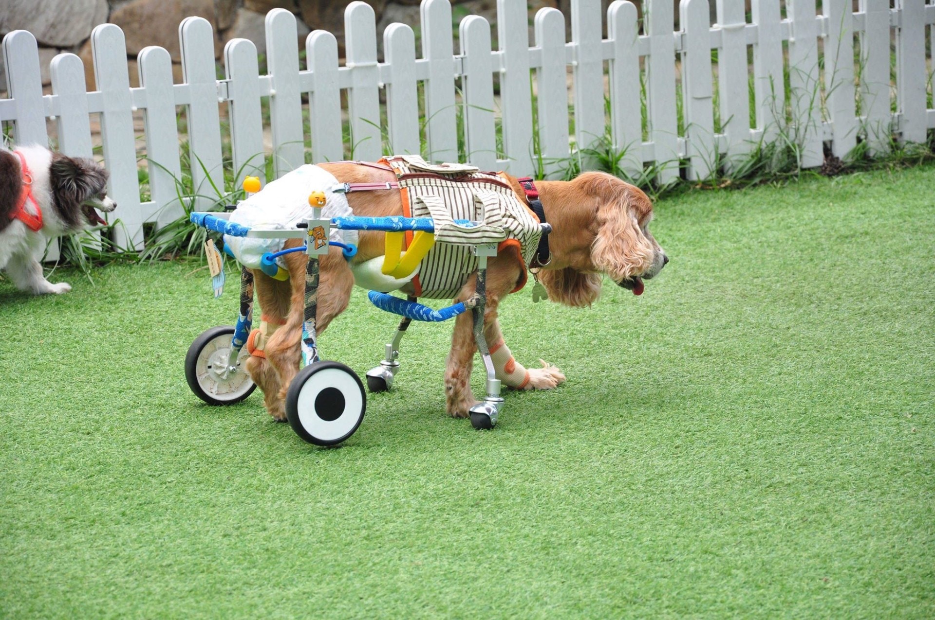 嘉嘉現時需要依靠輪椅或Elaine的幫助才可行走。(圖片由受訪者提供) 嘉嘉現時需要依靠輪椅或Elaine的幫助才可行走。(圖片由受訪者提供)