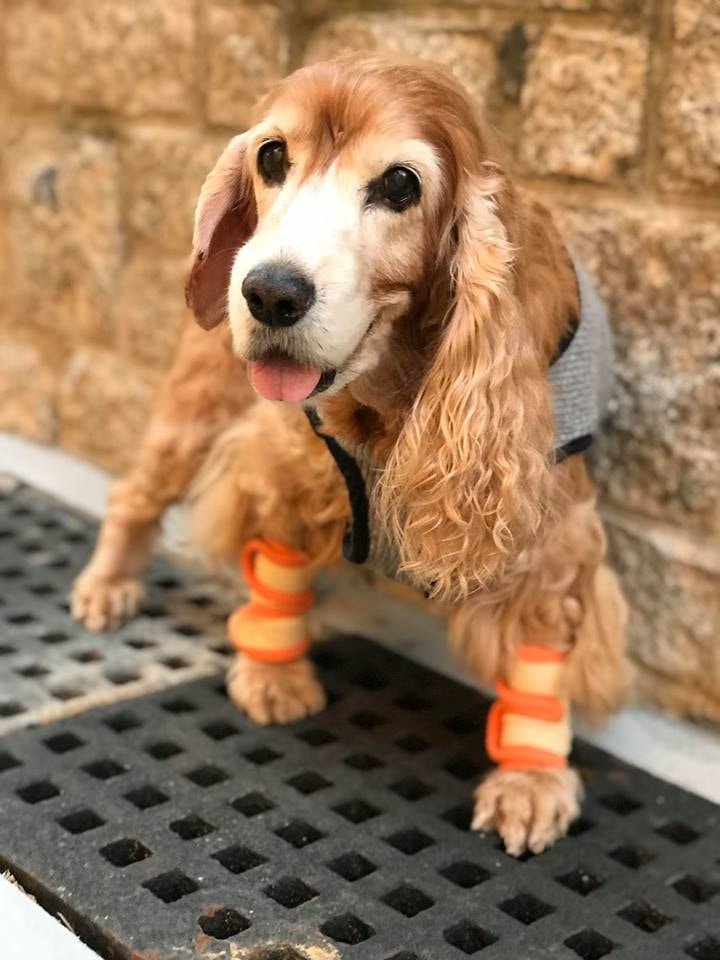 堅強的嘉嘉是Elaine繼續堅持的動力來源。(圖片由受訪者提供) 堅強的嘉嘉是Elaine繼續堅持的動力來源。(圖片由受訪者提供)