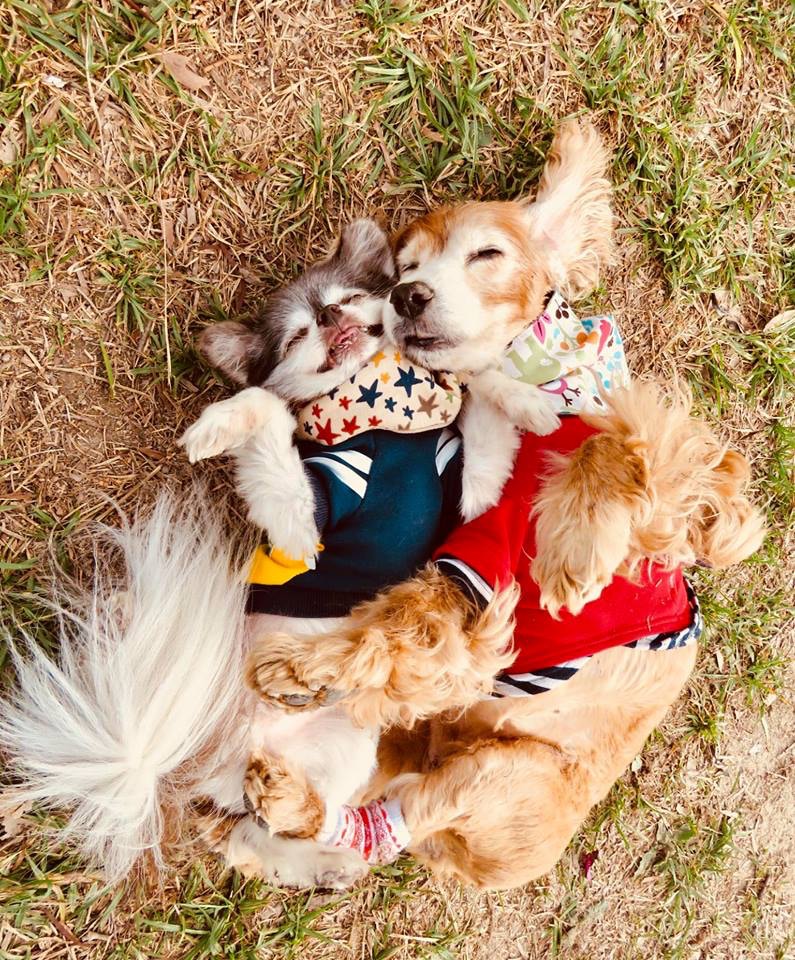 Elaine家中另一狗狗和嘉嘉的感情也非常好。(圖片由受訪者提供) Elaine家中另一狗狗和嘉嘉的感情也非常好。(圖片由受訪者提供)