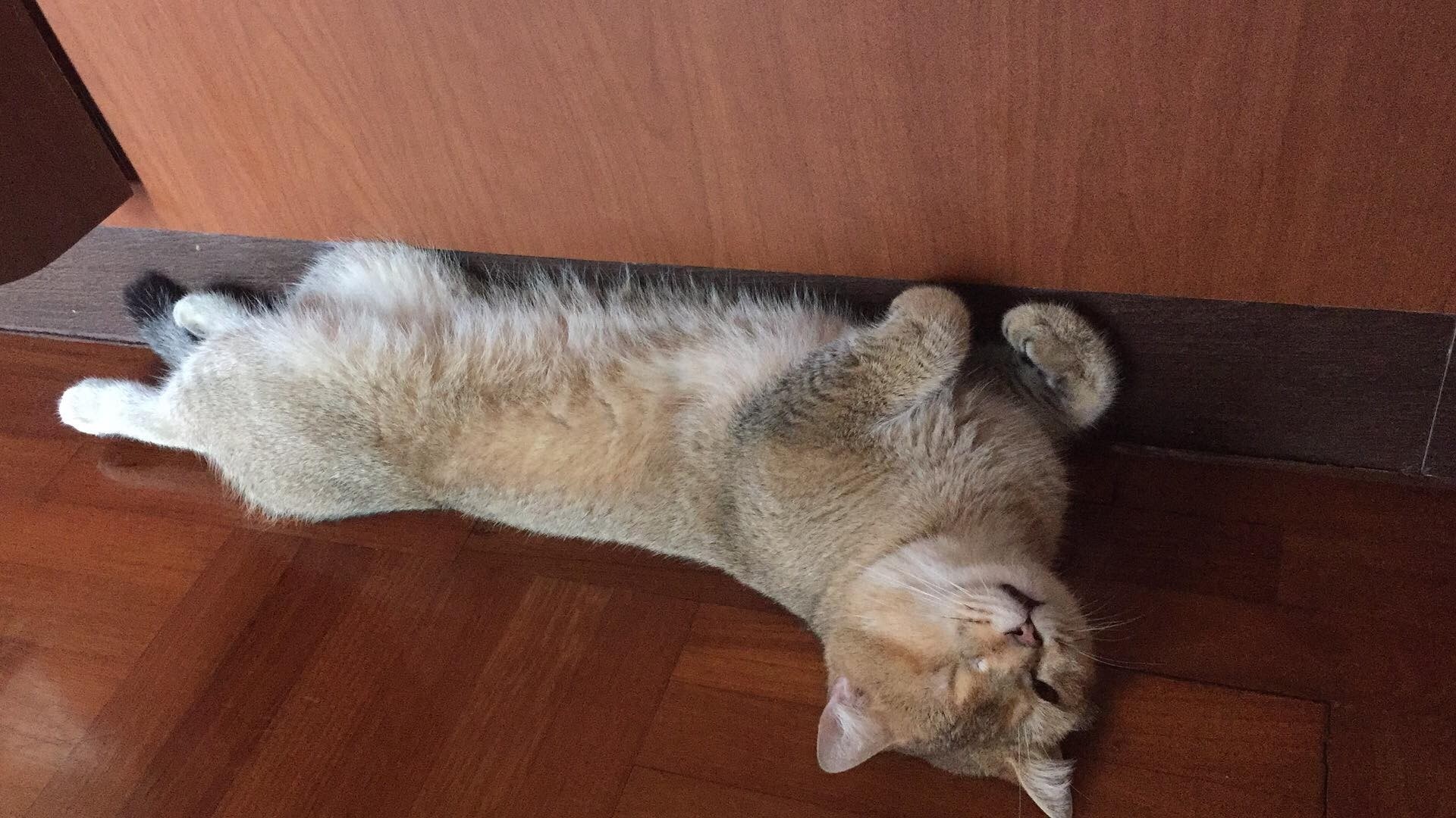 走失的貓咪Wiggle。(受訪者提供) 走失的貓咪Wiggle。(受訪者提供)