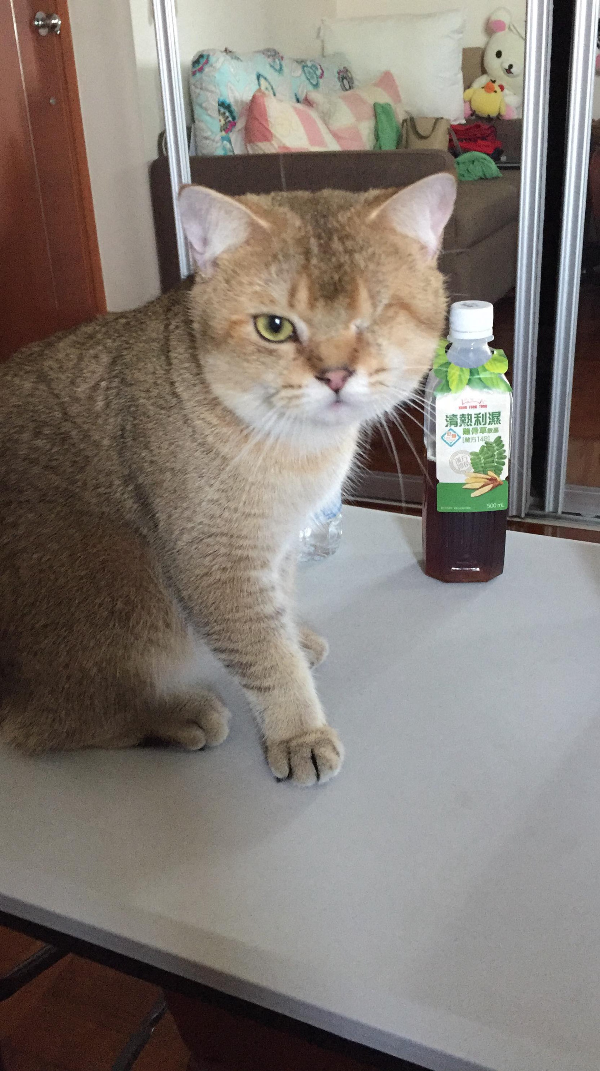 失去一顆眼球的Wiggle。(受訪者提供) 失去一顆眼球的Wiggle。(受訪者提供)