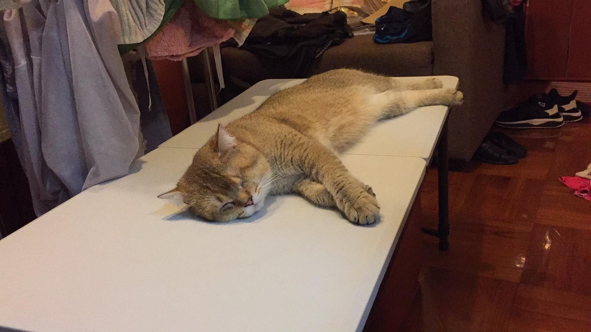 (受訪者提供) (受訪者提供)