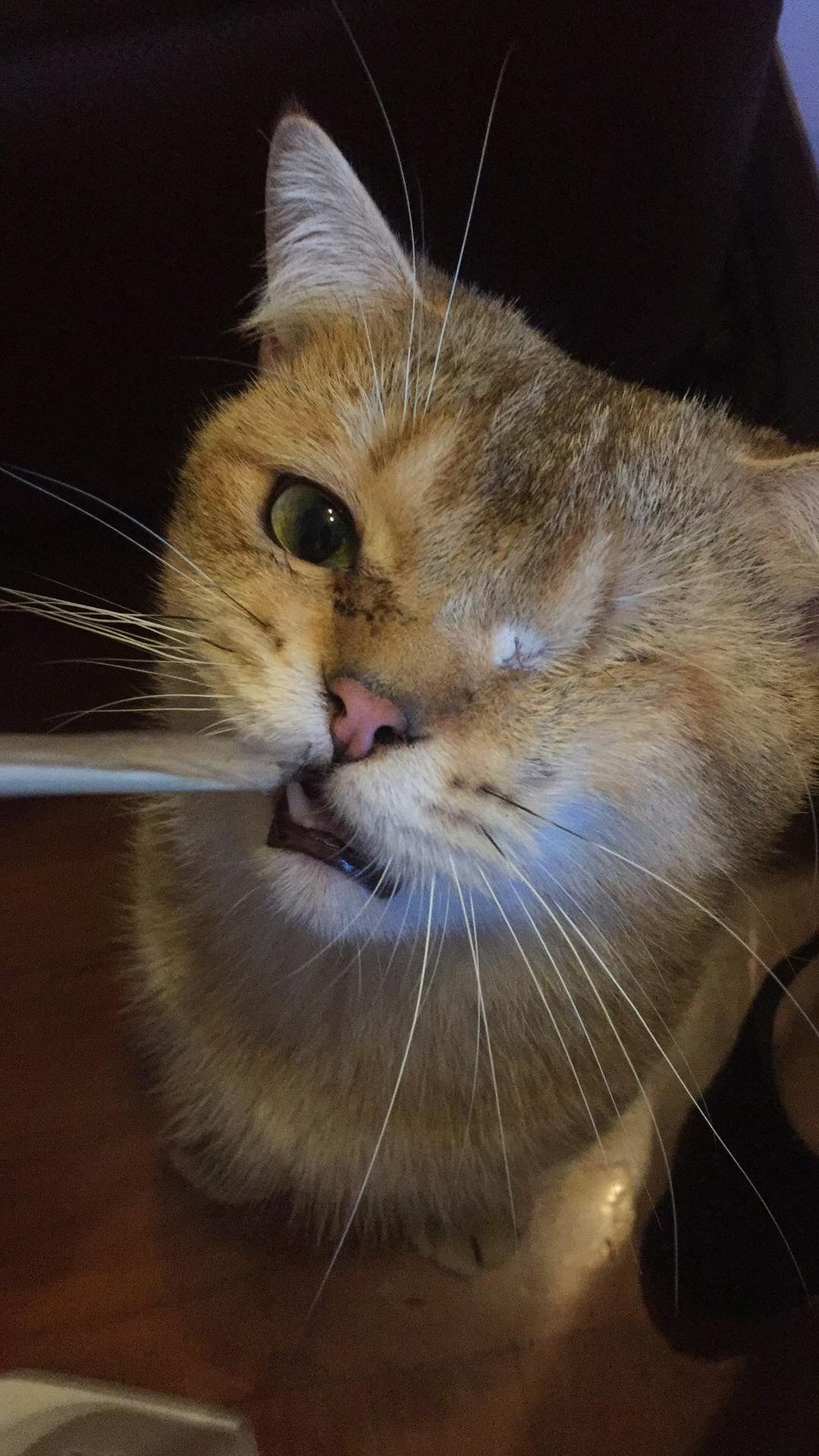 (受訪者提供) (受訪者提供)