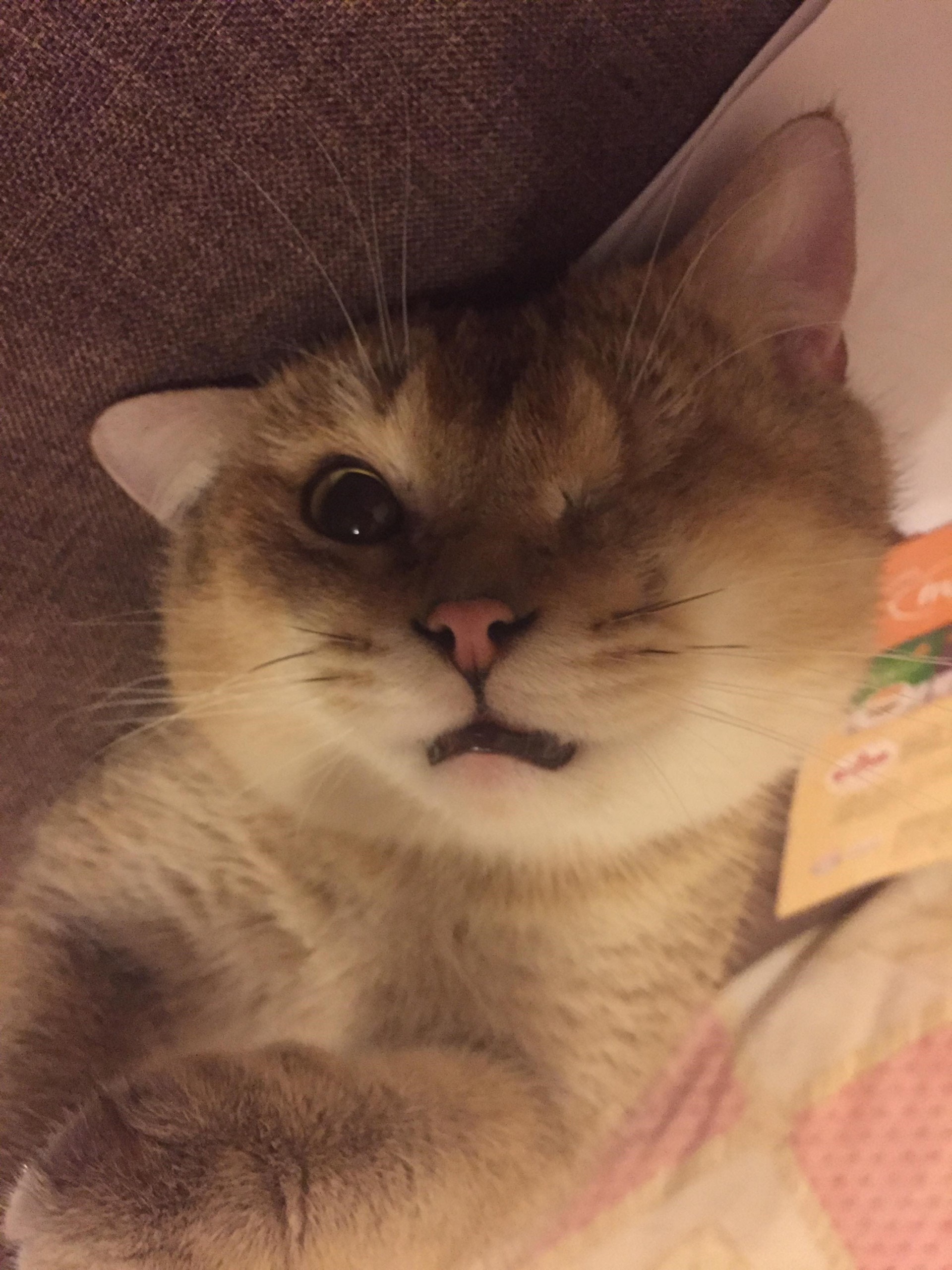 (受訪者提供) (受訪者提供)