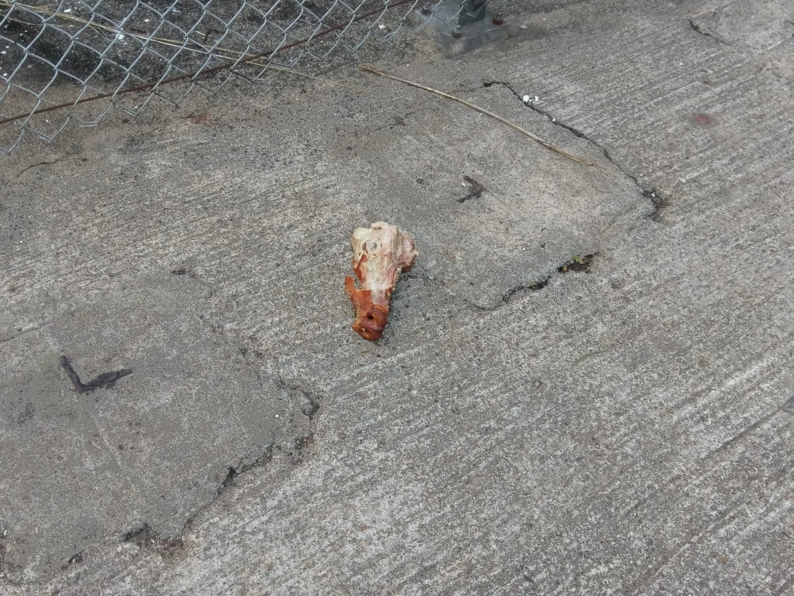 據悉慈正邨有老人家放下食物餵飼流浪狗,吸引狗隻下山。(相片由黃逸旭提供) 據悉慈正邨有老人家放下食物餵飼流浪狗,吸引狗隻下山。(相片由黃逸旭提供)