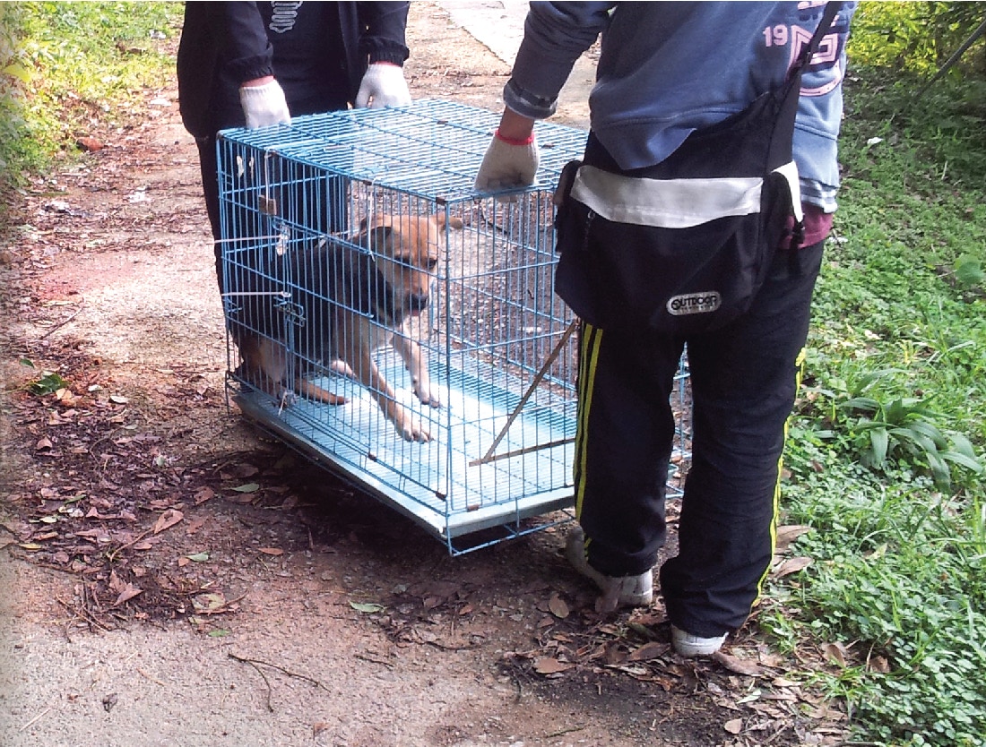獅山行動定期派人到慈雲山一帶捉流浪狗,為牠們絕育,再放回山上。(獅山行動網站相片) 獅山行動定期派人到慈雲山一帶捉流浪狗,為牠們絕育,再放回山上。(獅山行動網站相片)