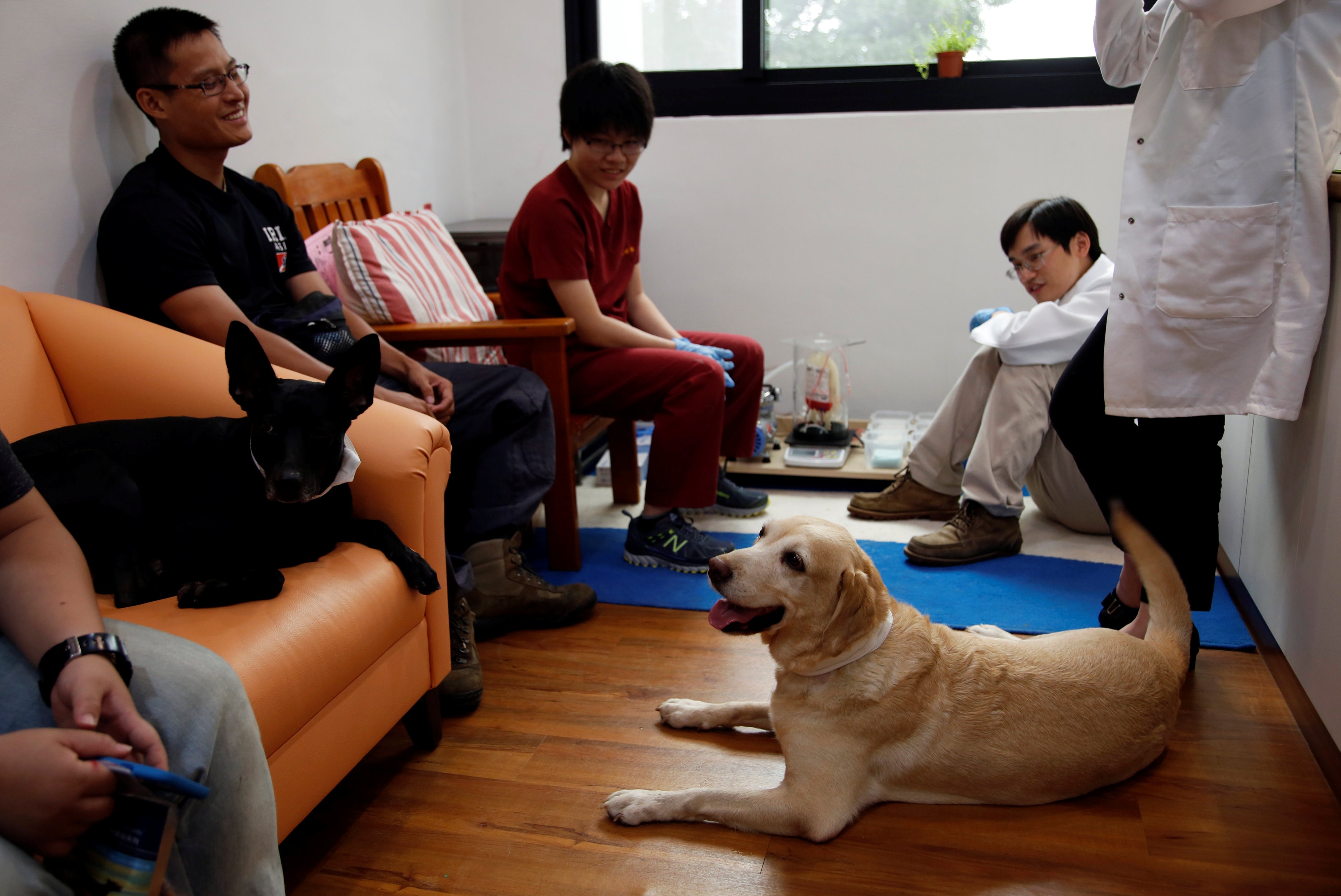 【國際影像】狗狗也捐血　台灣第一間動物輸血醫學中心