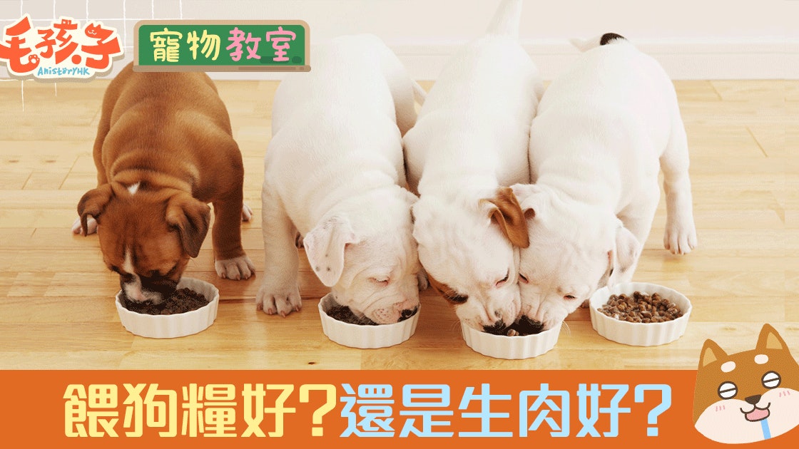 狗 狗糧 食得飽屙得少才是健康 生肉與狗糧哪種易吸收 香港01 寵物