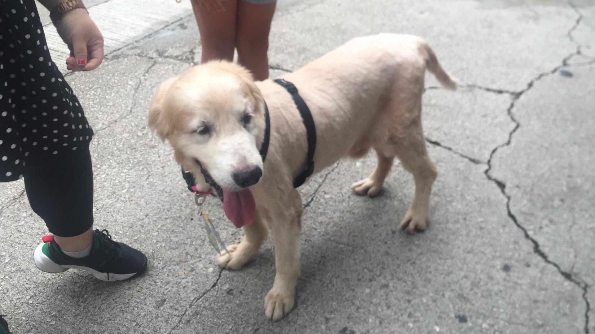 義工發現小白於15日在古洞遊蕩。(圖片由受訪者提供) 義工發現小白於15日在古洞遊蕩。(圖片由受訪者提供)