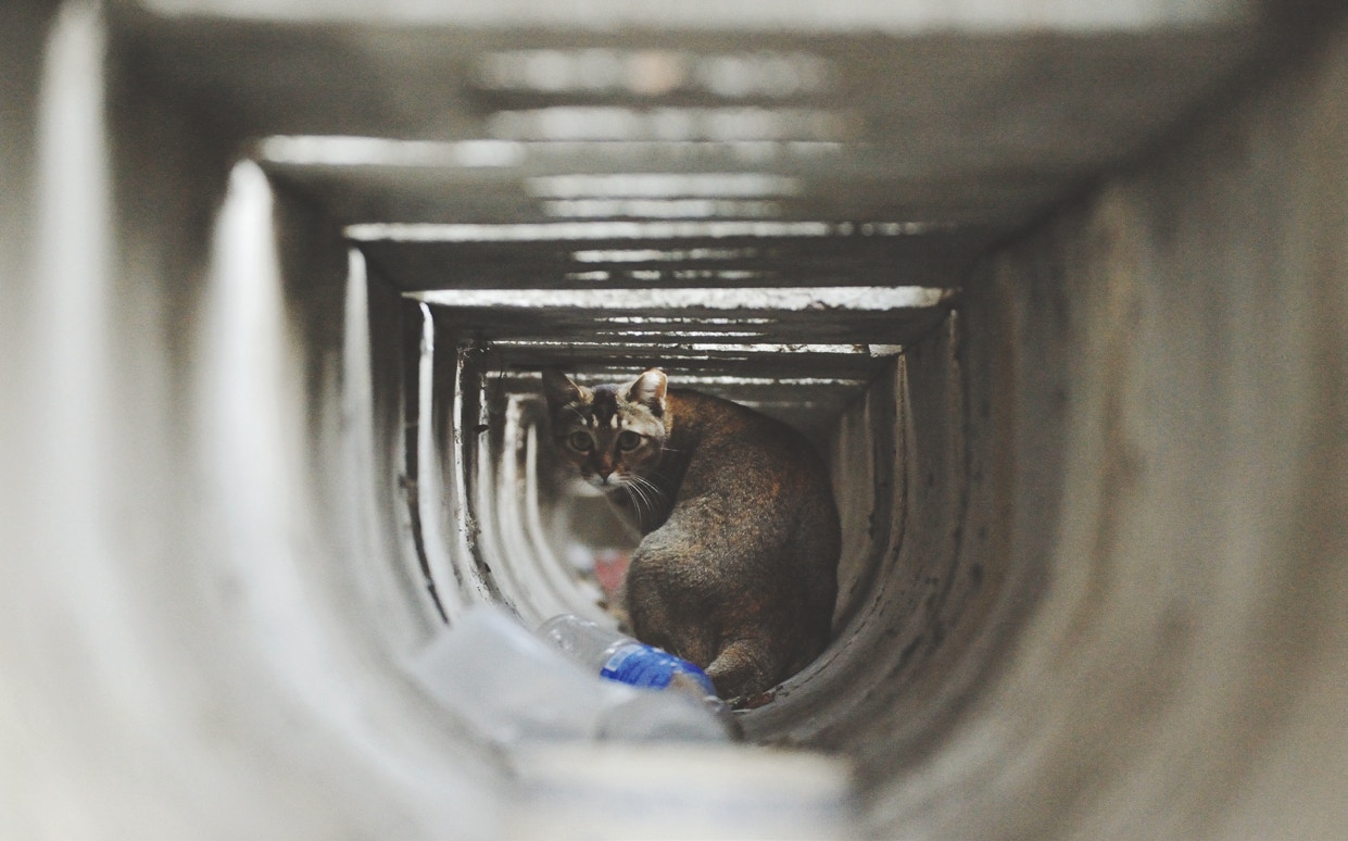 她贖貓的舉動連漁護署職員都動容,「以前有位職員好善良的,會告訴我捉到幼貓、老貓,問我救不救。」 她贖貓的舉動連漁護署職員都動容,「以前有位職員好善良的,會告訴我捉到幼貓、老貓,問我救不救。」