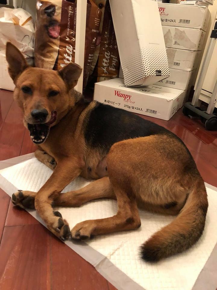 涉事狗狗被明顯剪去近半隻耳朵。(Facebook:唐狗會學習營) 涉事狗狗被明顯剪去近半隻耳朵。(Facebook:唐狗會學習營)