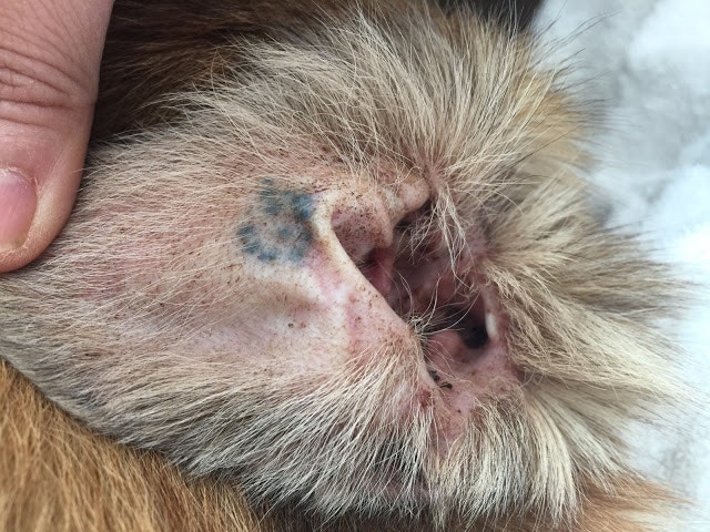 外國部分機構現已改用紋身去辨認已絕育的動物。 外國部分機構現已改用紋身去辨認已絕育的動物。