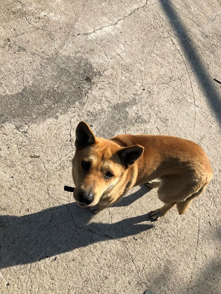 義工陳先生亦張貼了一些他認為合理的動物剪耳例子。(Facebook:唐狗會學習營) 義工陳先生亦張貼了一些他認為合理的動物剪耳例子。(Facebook:唐狗會學習營)