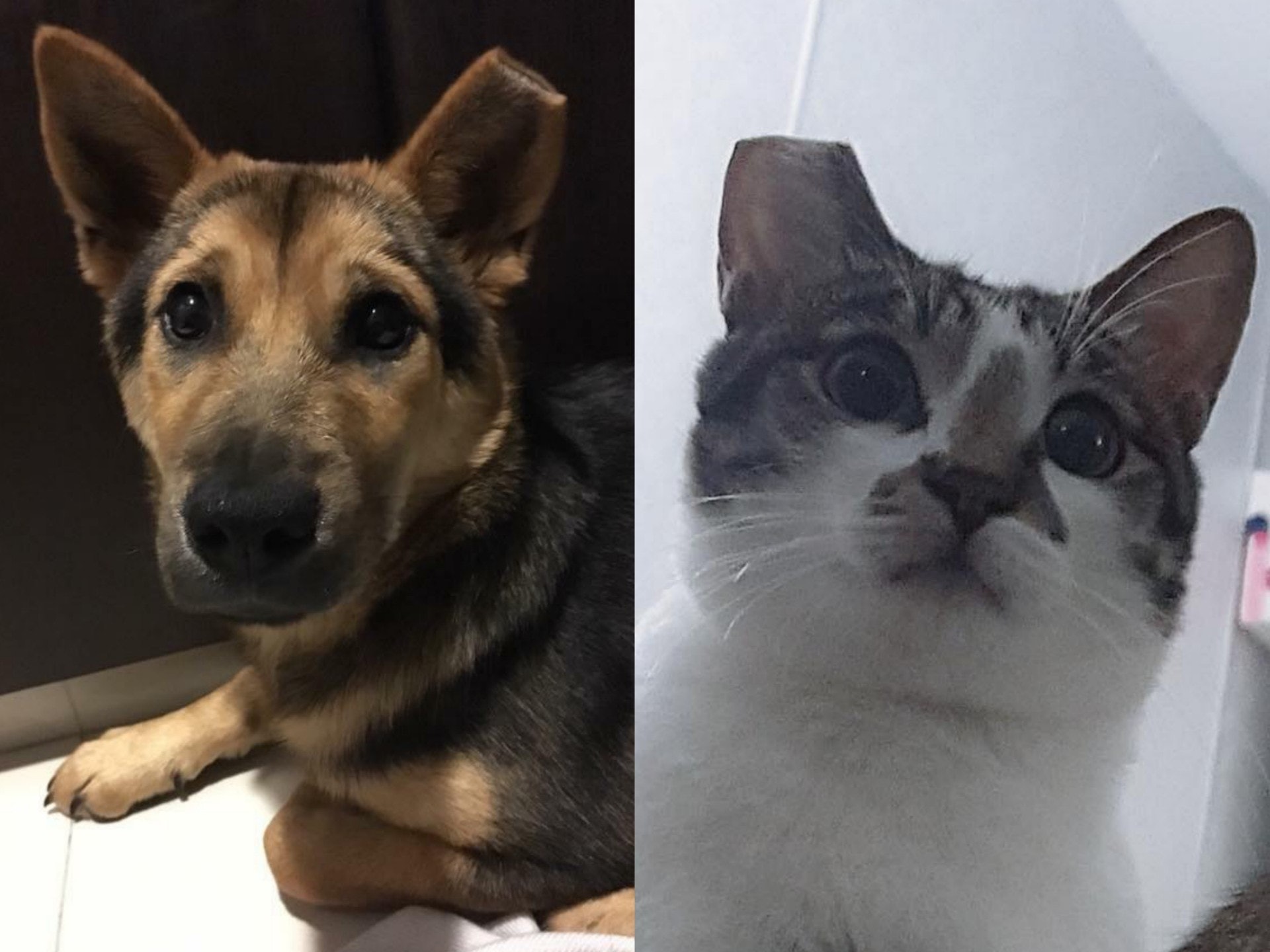 網民紛紛表示愛協並非首次「剪過籠」,自己的寵物也曾有同樣遭遇。(Facebook:唐狗會學習營、網民Nicole) 網民紛紛表示愛協並非首次「剪過籠」,自己的寵物也曾有同樣遭遇。(Facebook:唐狗會學習營、網民Nicole)