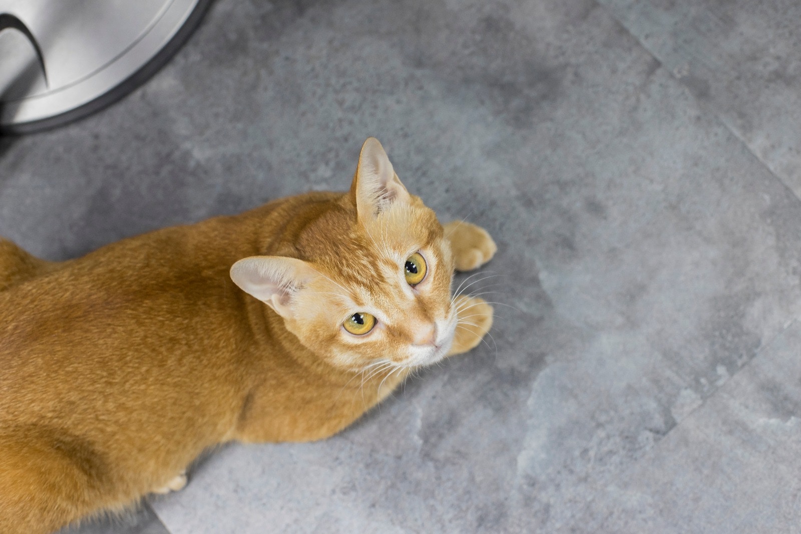 皮忠說高高很傻很可愛。﹙羅國輝攝﹚ 皮忠說高高很傻很可愛。﹙羅國輝攝﹚